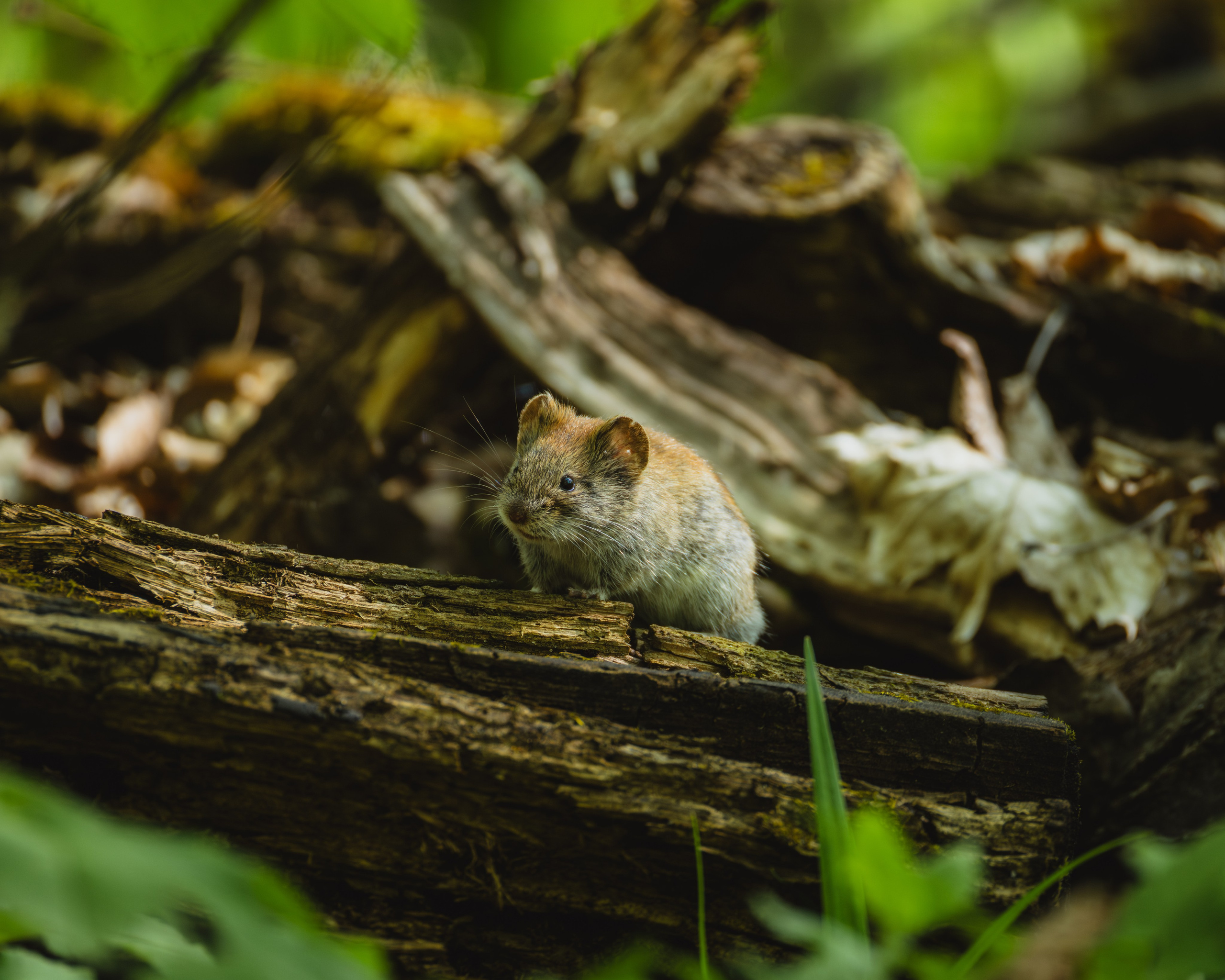 Voronezh 2026. Anton Chernov | Wildlife photographer