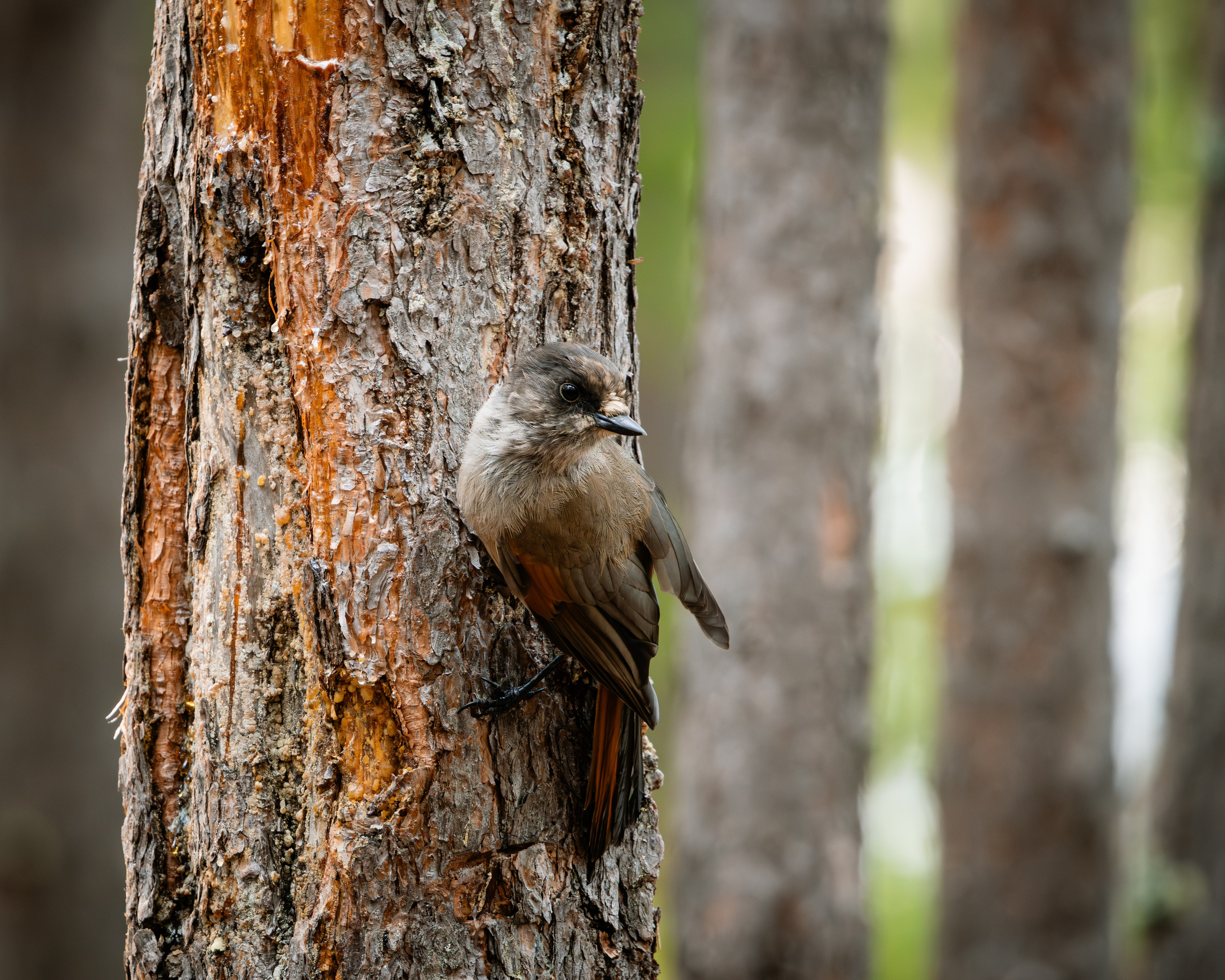 Khibinu 2025. Anton Chernov | Wildlife photographer
