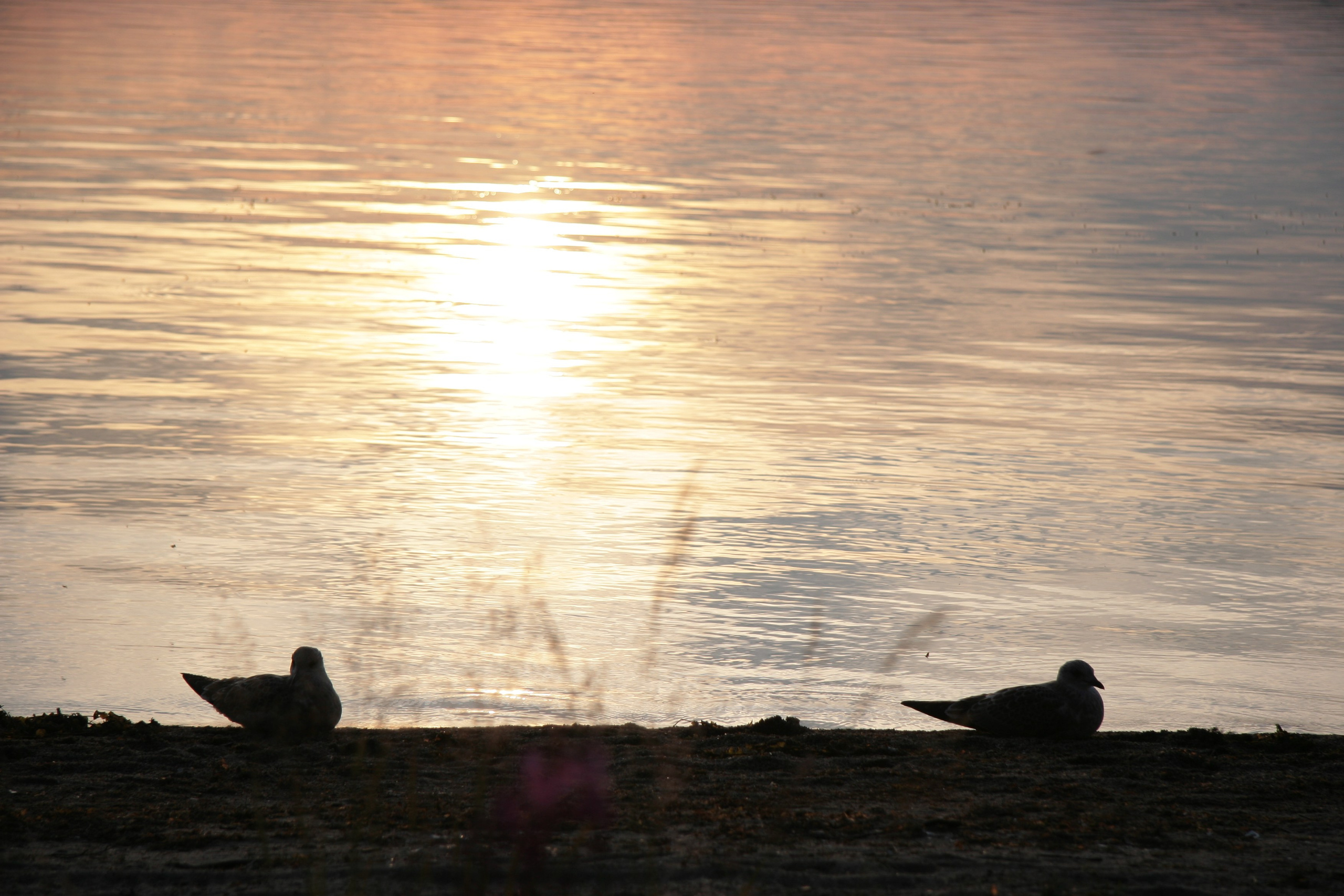 Фото Природы Забайкалья. Студия Максима Белослюдцева
