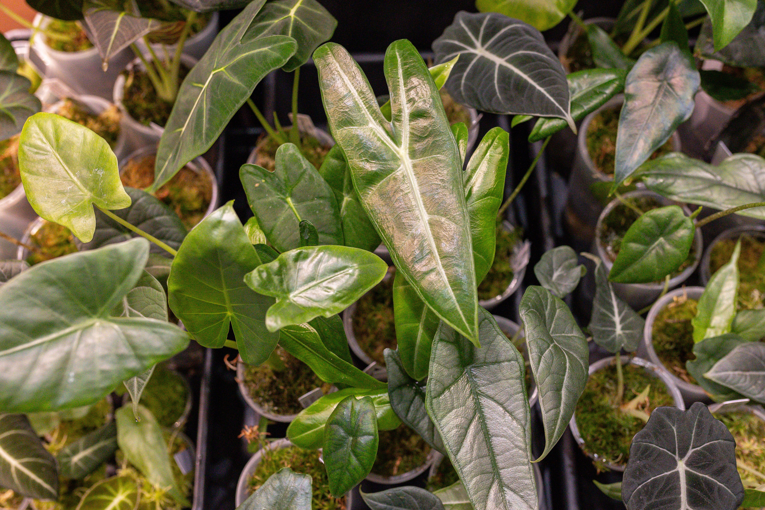 Монстериум 11–12 октября. Александра Куликова фотограф, Москва