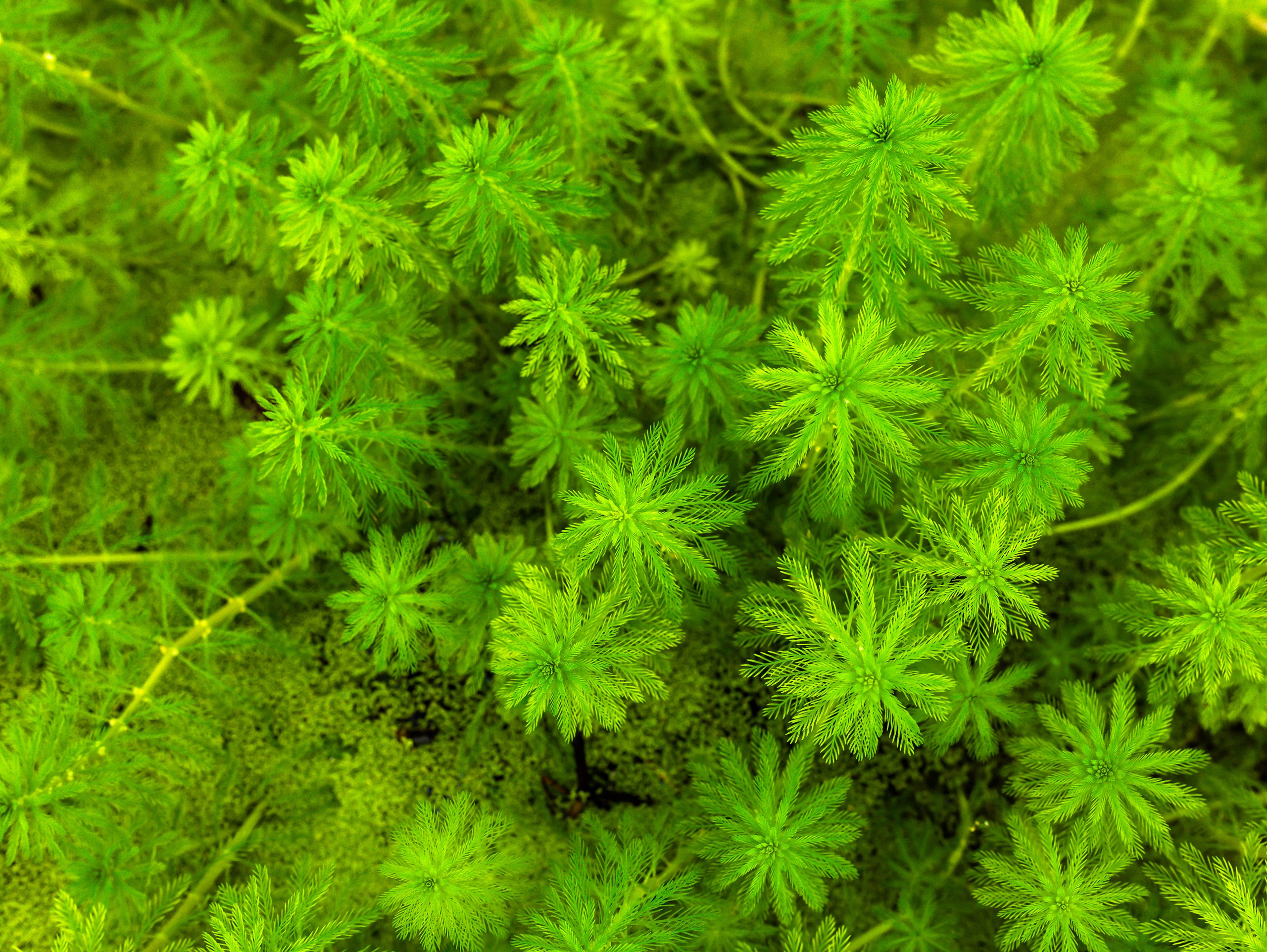 Фотографии природы Липецка. Свадебный и семейный фотограф Виолетта в Липецке