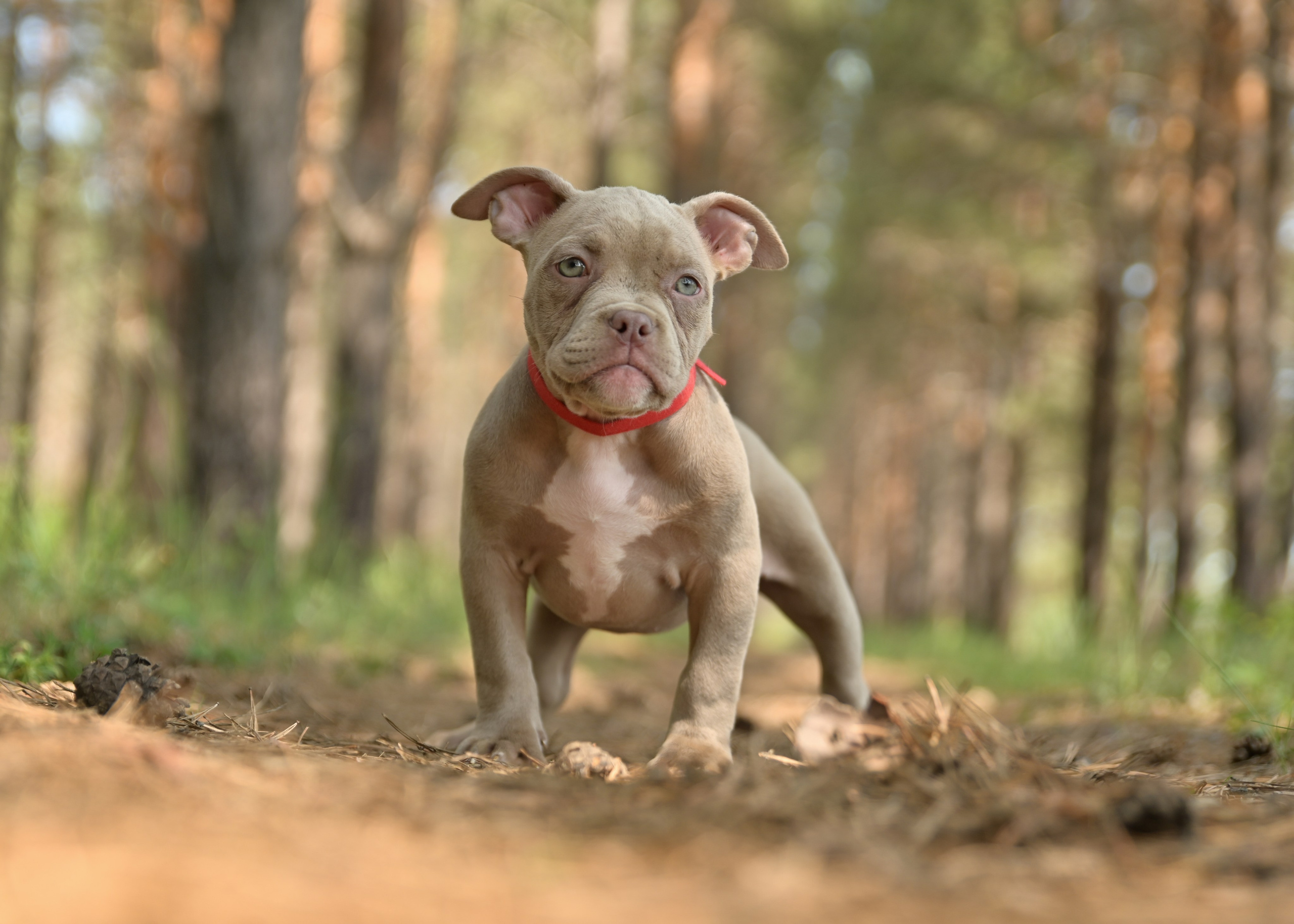 Свободные щенки Американский Булли в Иркутске. Питомник собак Иркутск
