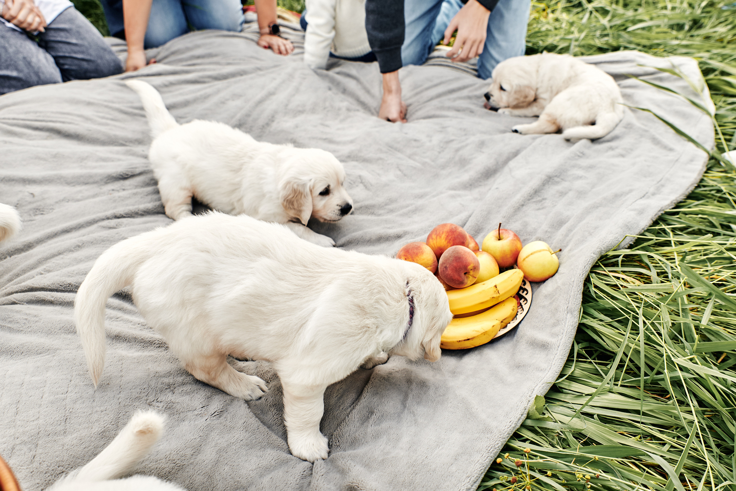 Фотосессия с животными в Томске