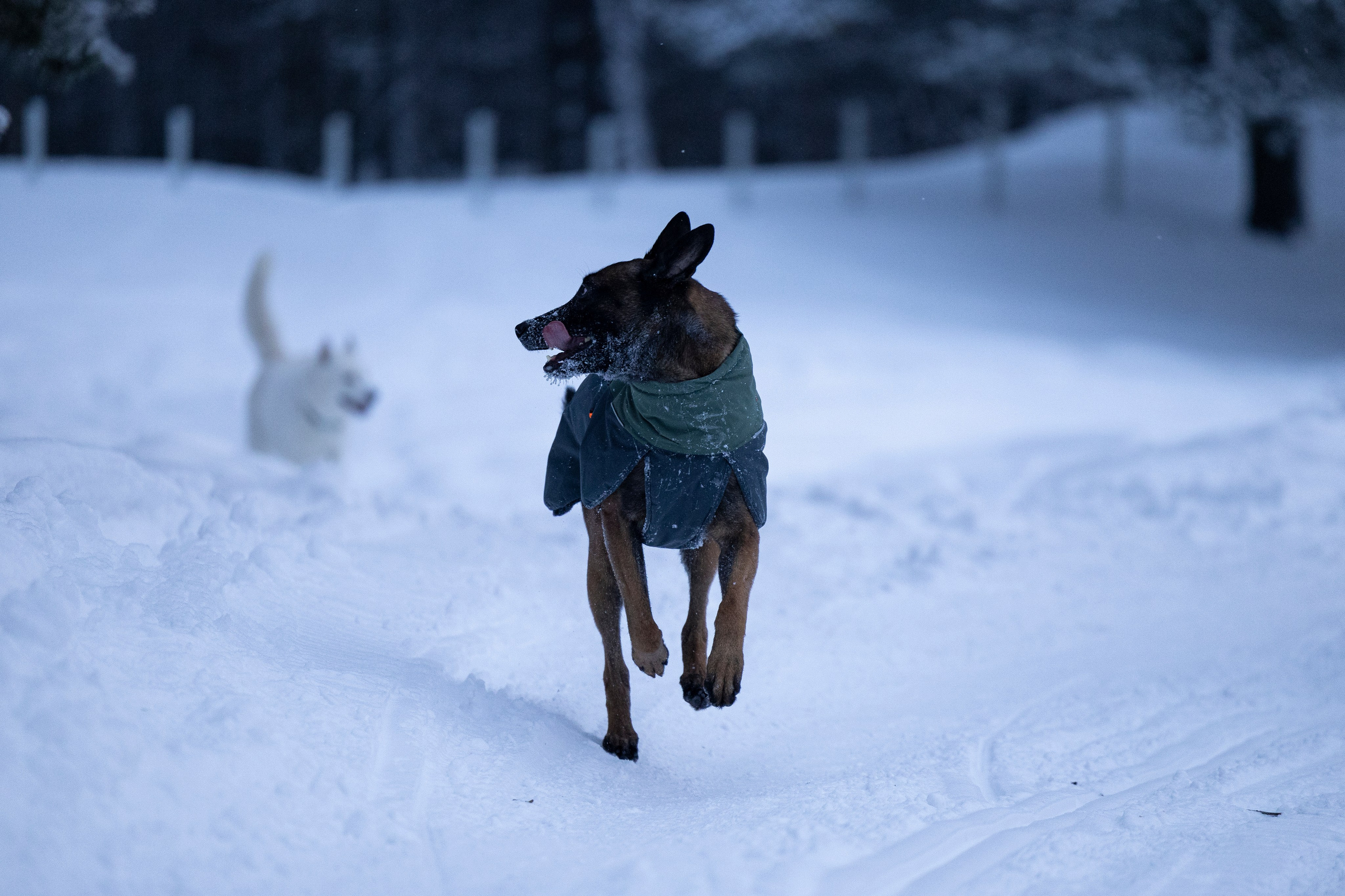Суоранда. Фотограф-анималист Анна Маринич