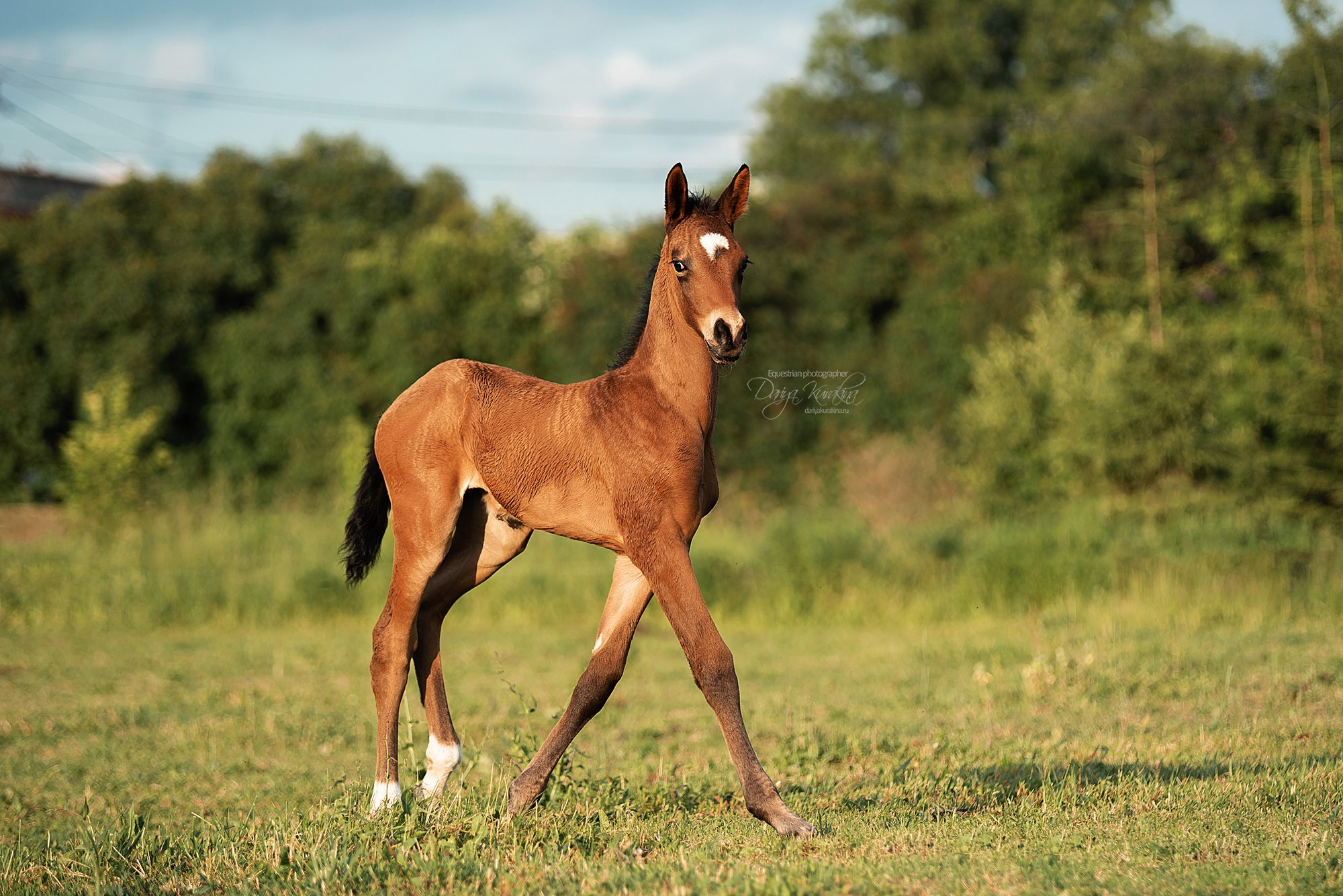 Малышка Кэндис. Конный фотограф Куракина Дарья • Фотосессии с лошадьми