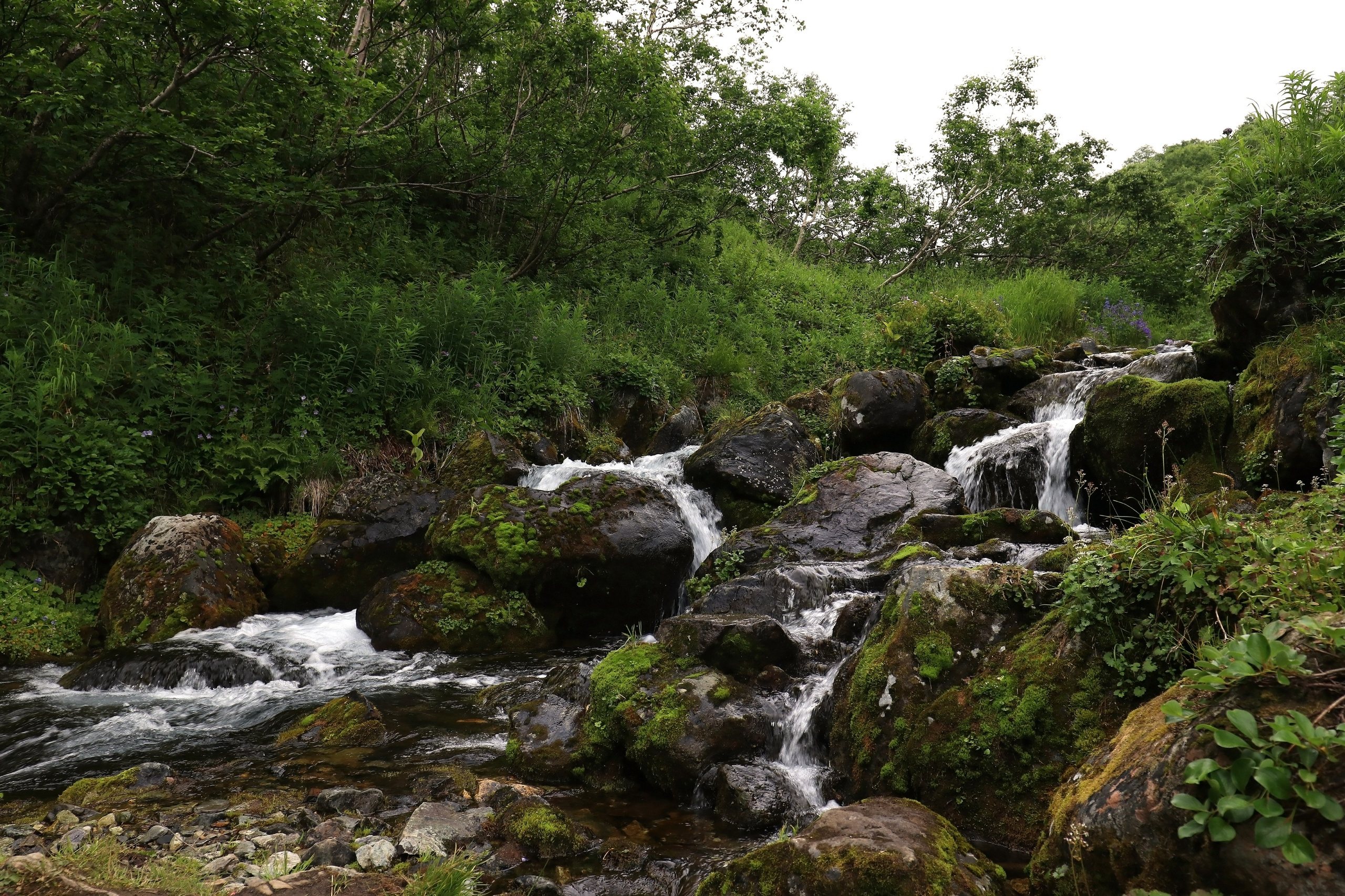 Камчатка и о. Парамушир. Июль 2024. Путешественник-фотограф из Санкт-Петербурга Татьяна Свистулина