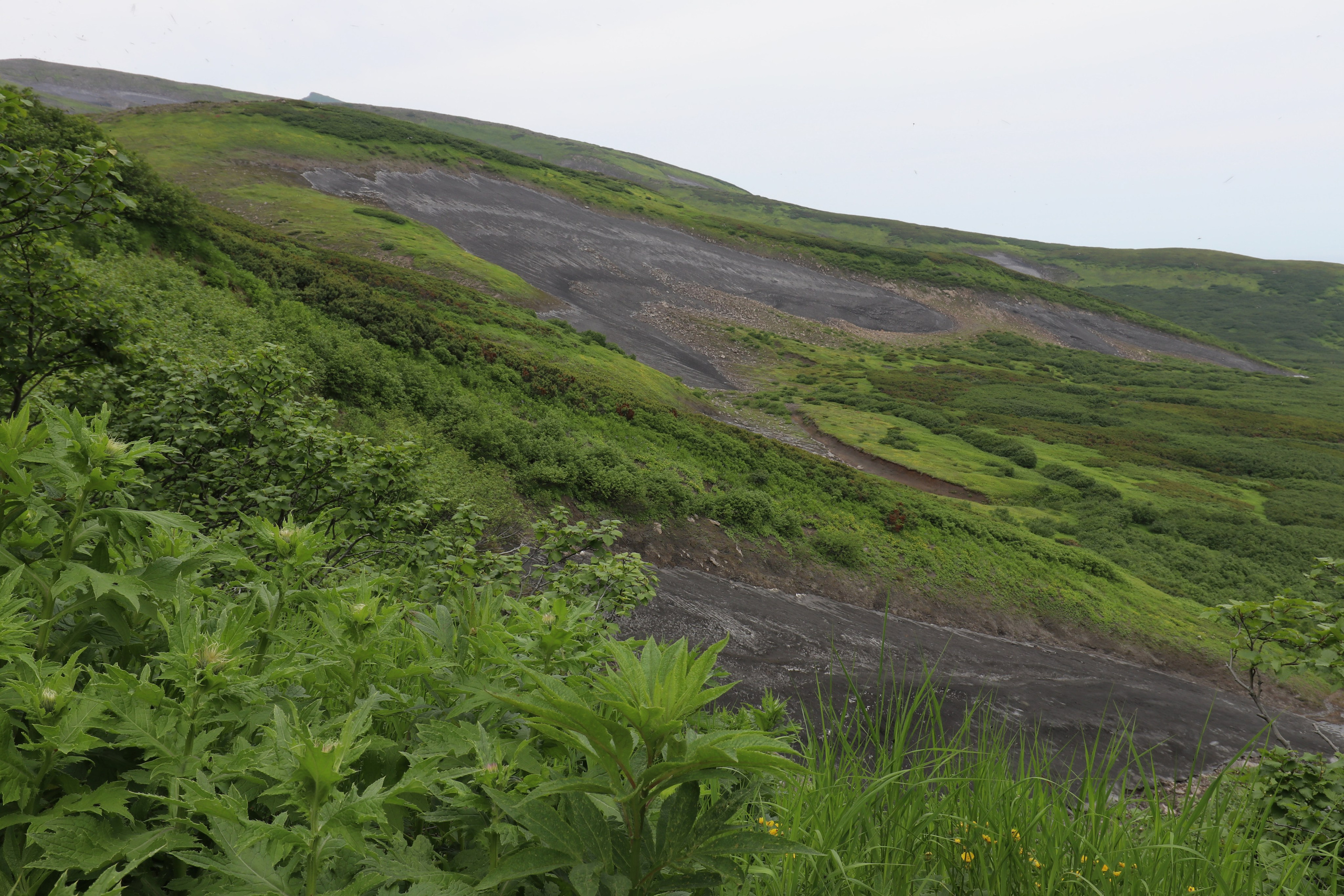 Камчатка и о. Парамушир. Июль 2024. Путешественник-фотограф из Санкт-Петербурга Татьяна Свистулина