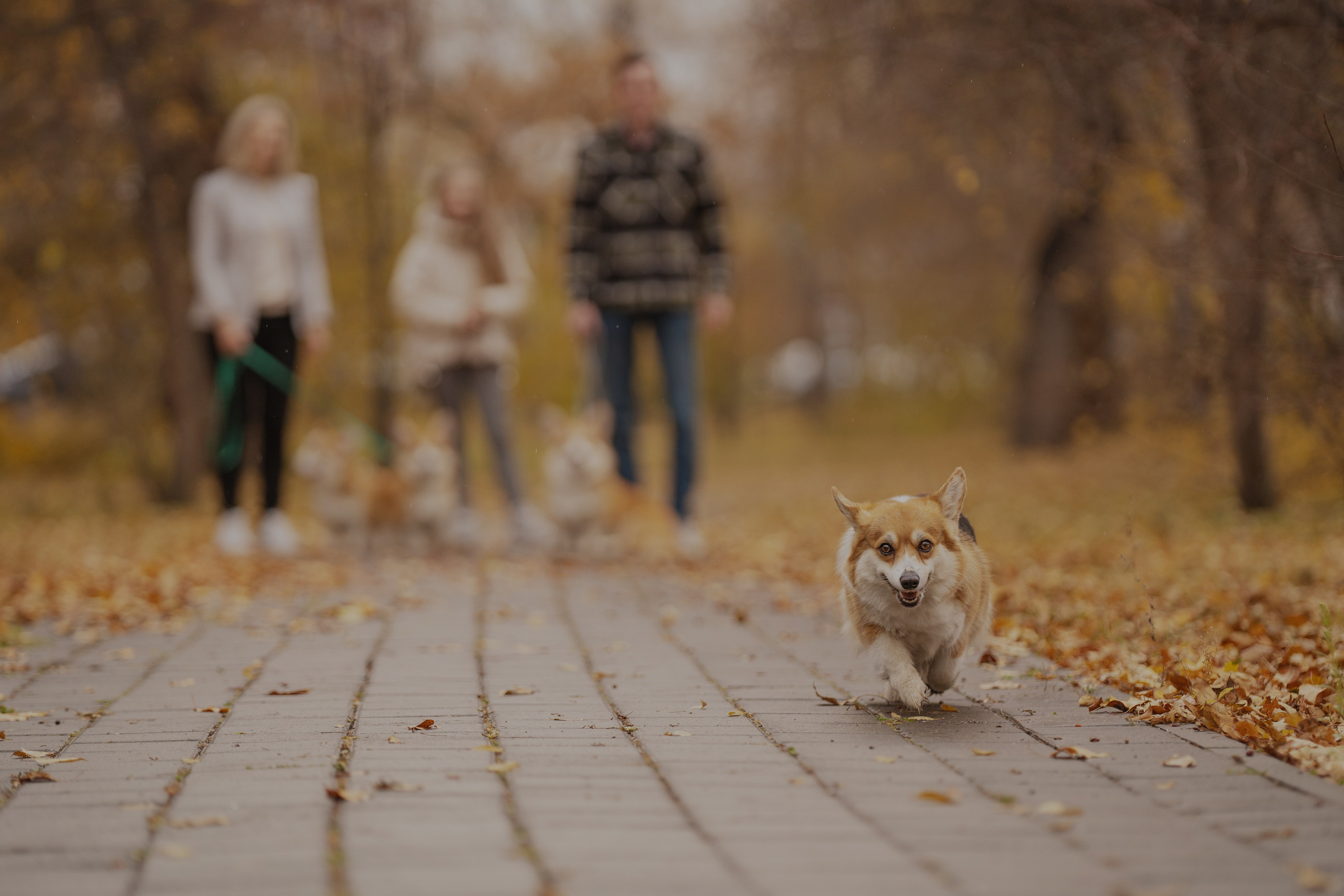 Ольга с семьей и их коргибанда. Kameramotor74