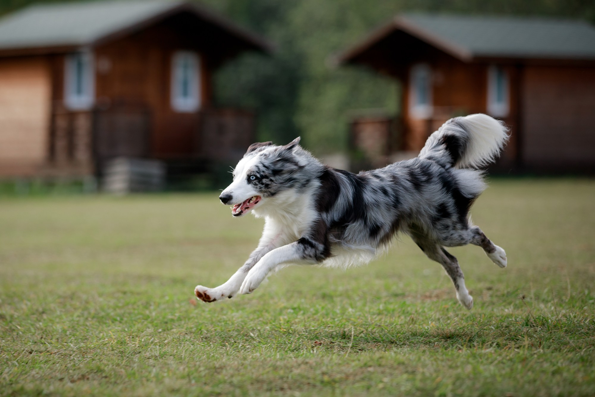 Лагерь по ОБД с Инной Баженовой. Фотограф-анималист Mary Mart — Москва, Питер