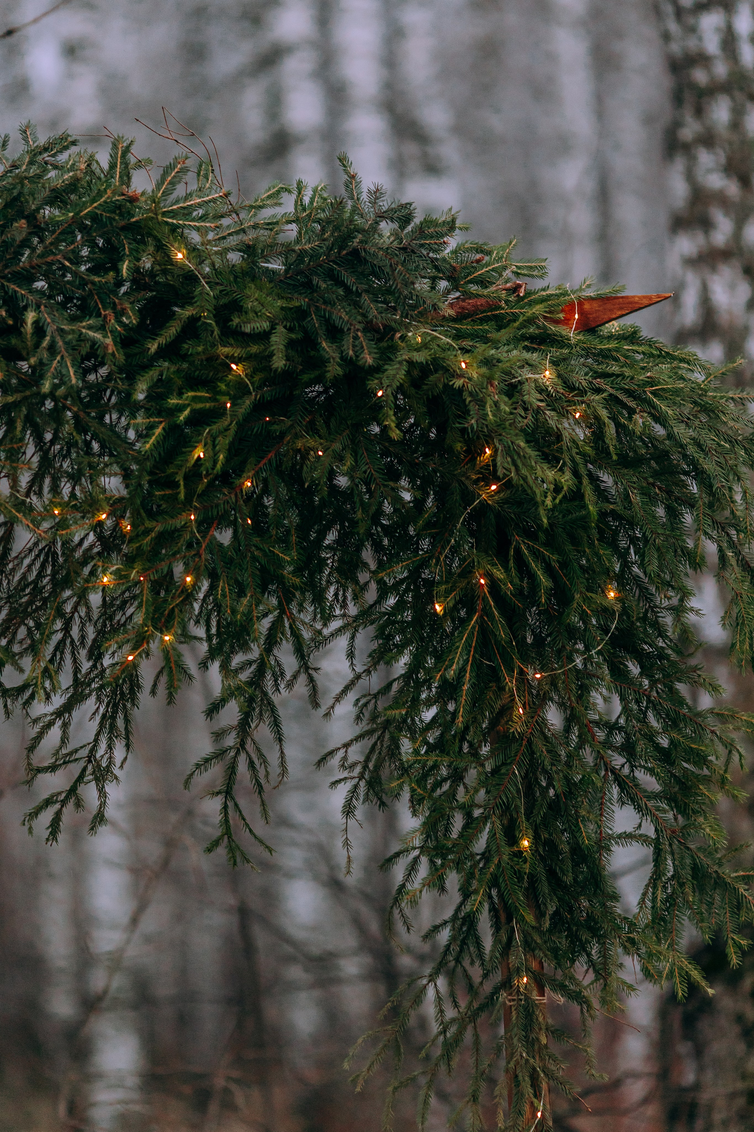Тариф Новогодний 2025-2026. Анна Молчанова конный фотограф в Тюмени | фотосессии с лошадьми Тюмень