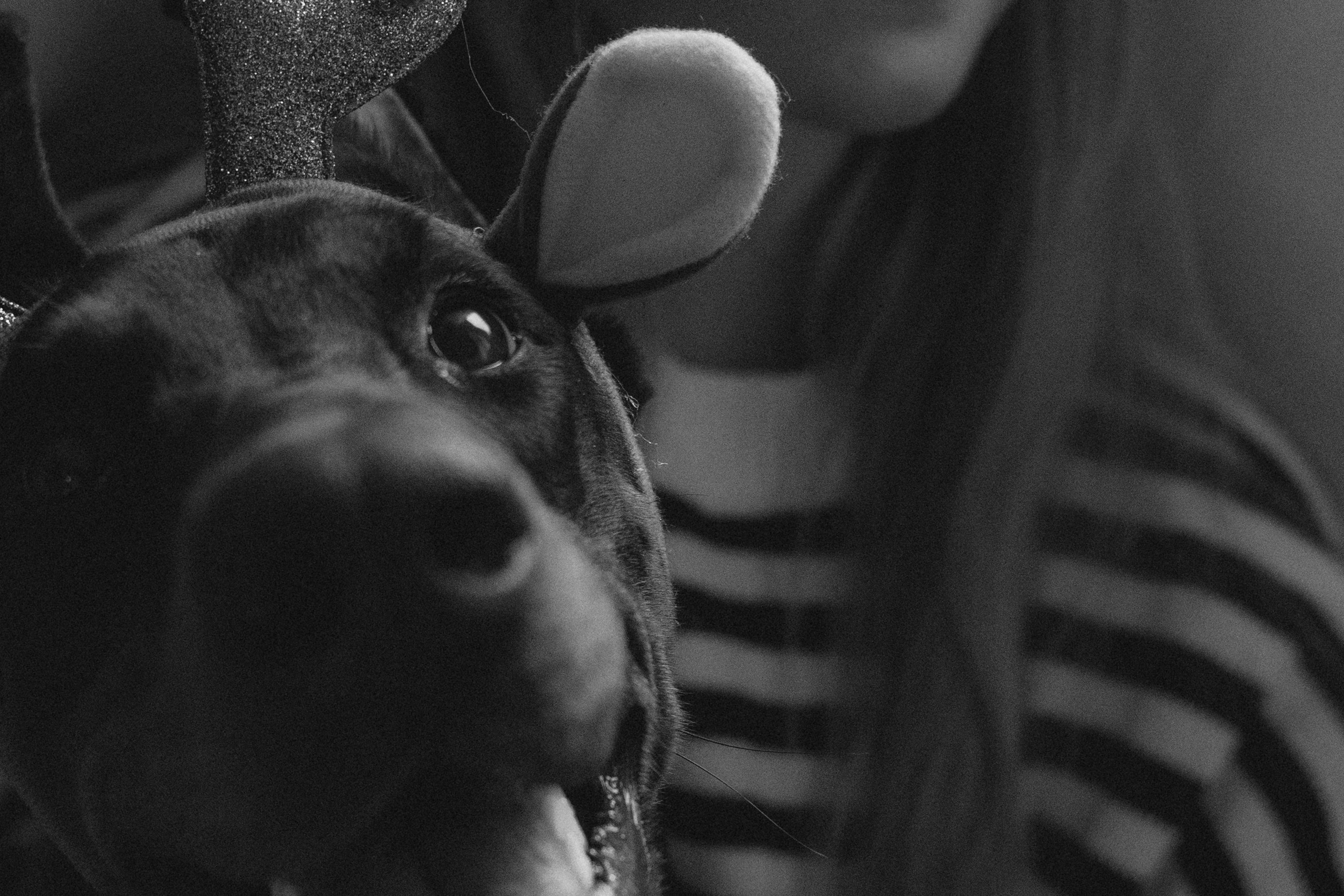 Саша и Асти. Фотограф анималист в Москве и Санкт-Петербурге Свиридова Анна