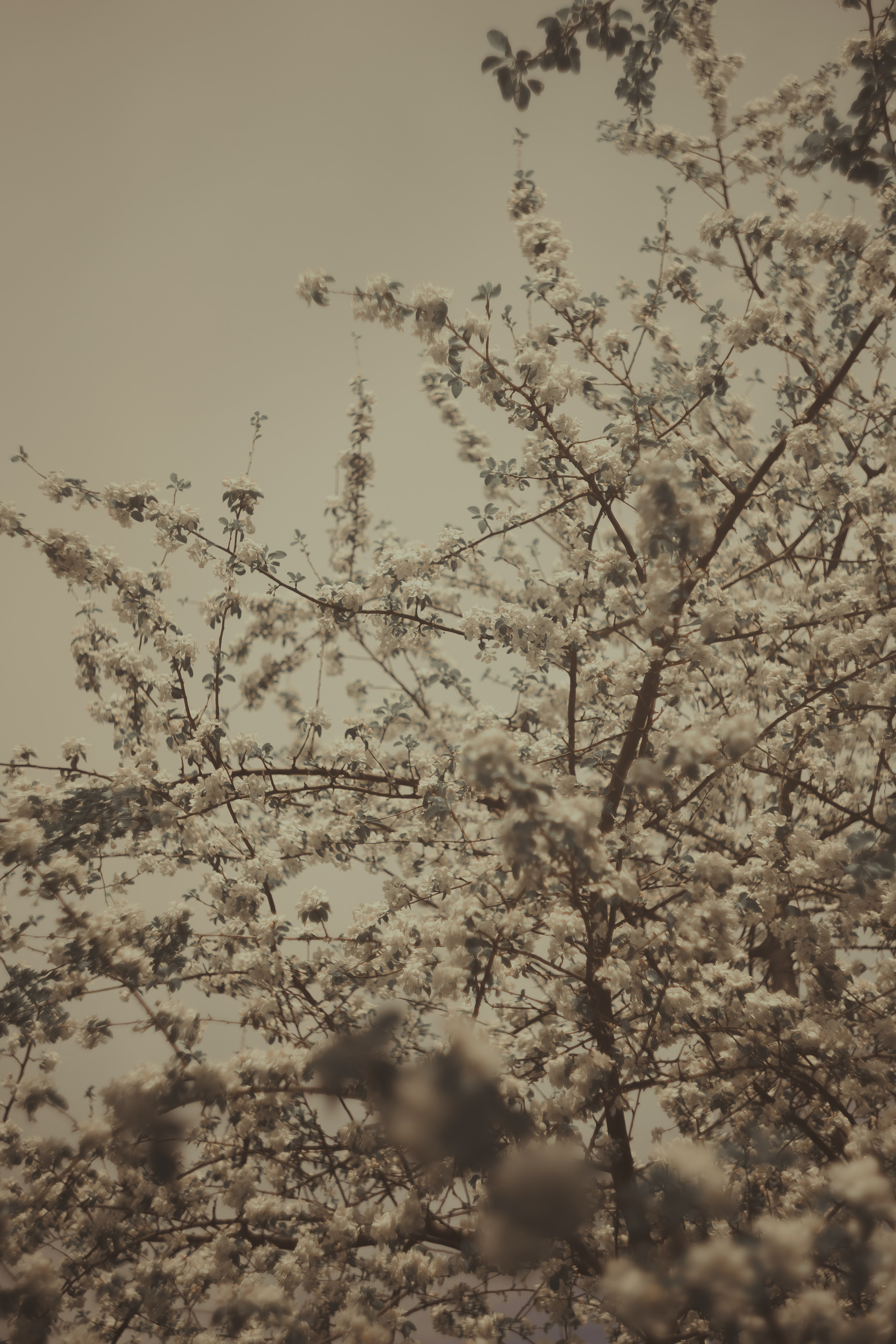 Фотосъёмка в цветении в парке. Таврический сад