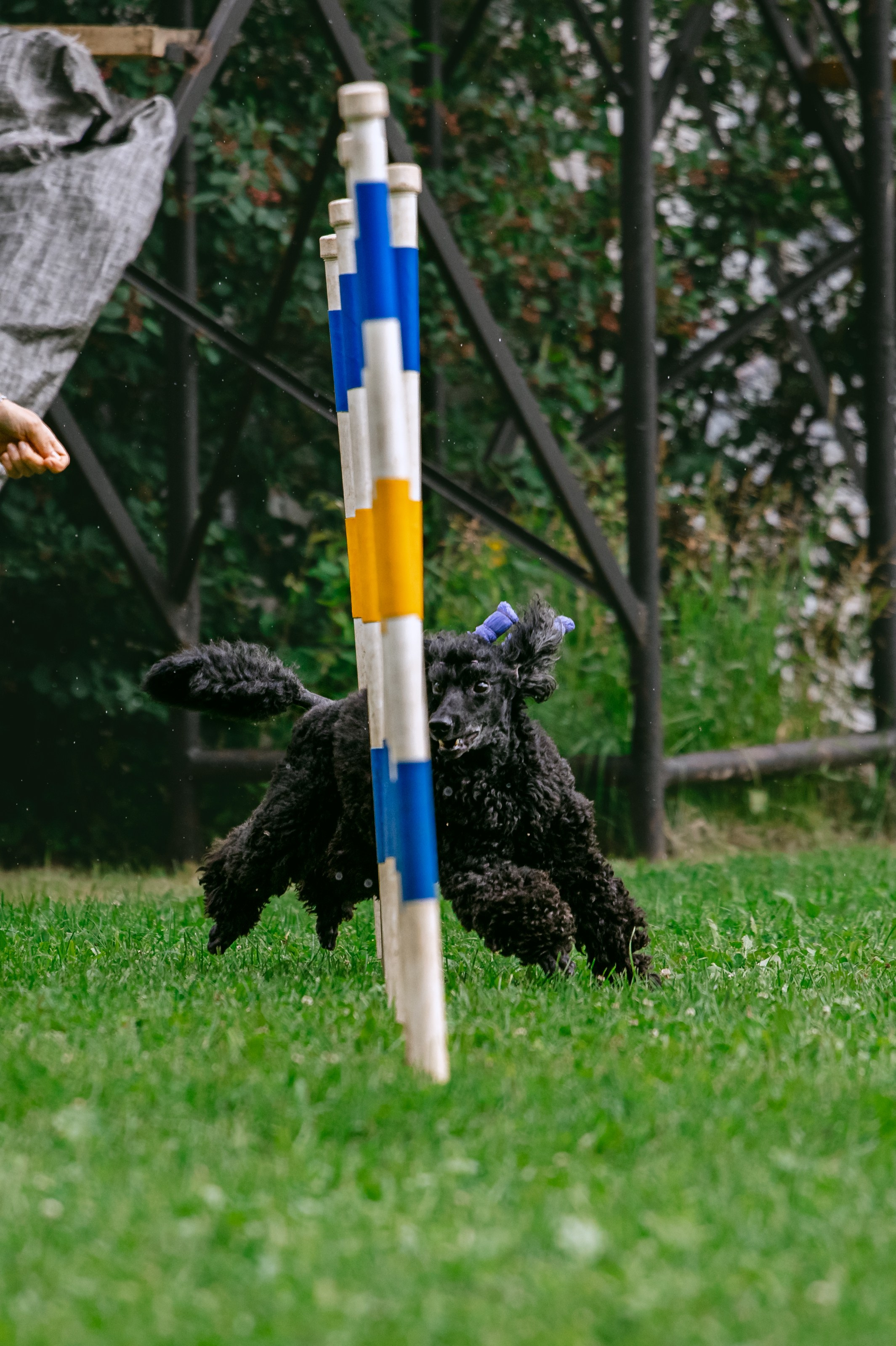 Соревнования по аджилити Долгопрудный 30.06.2025. Фотограф-анималист Татьяна Степанова