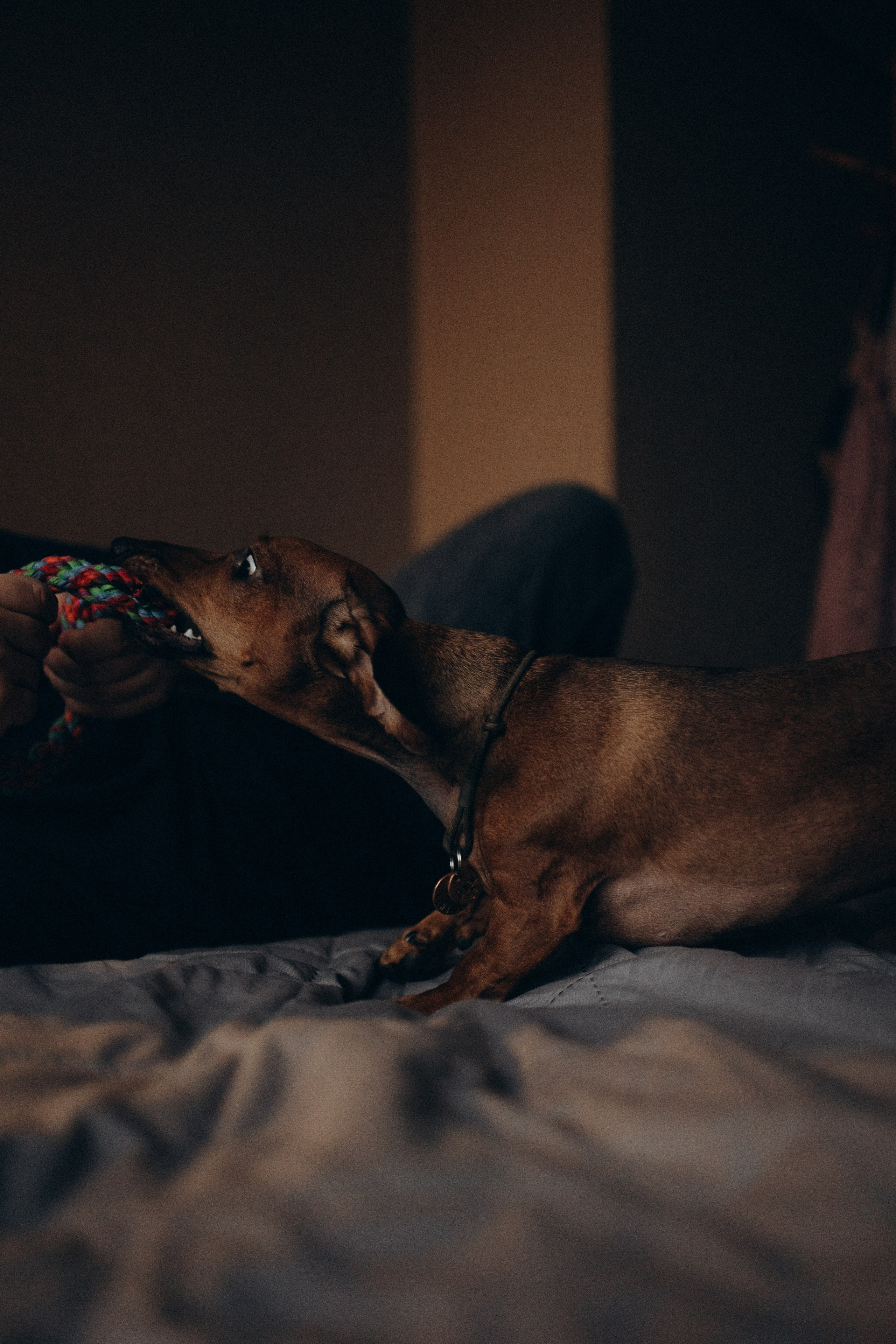 Маша и ее семья. Фотораф — анималист Мария Шистка