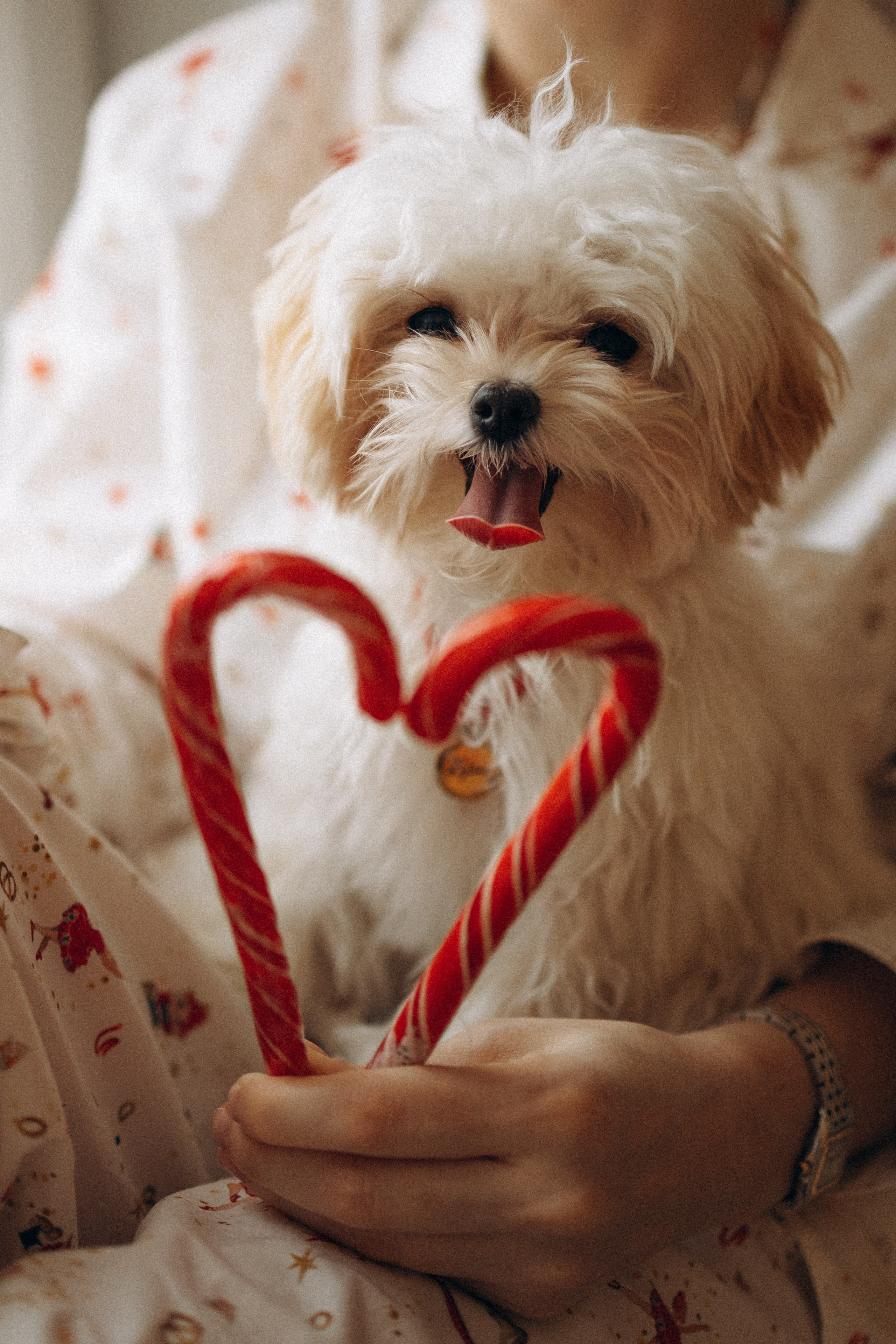 Оля и Бри. Фотораф — анималист Мария Шистка