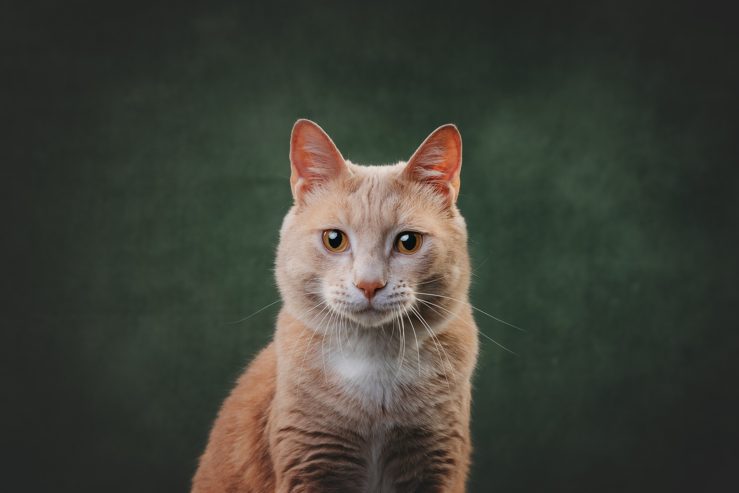 Коты Сет и Квентин. Фотограф анималист Осипчикова Мария