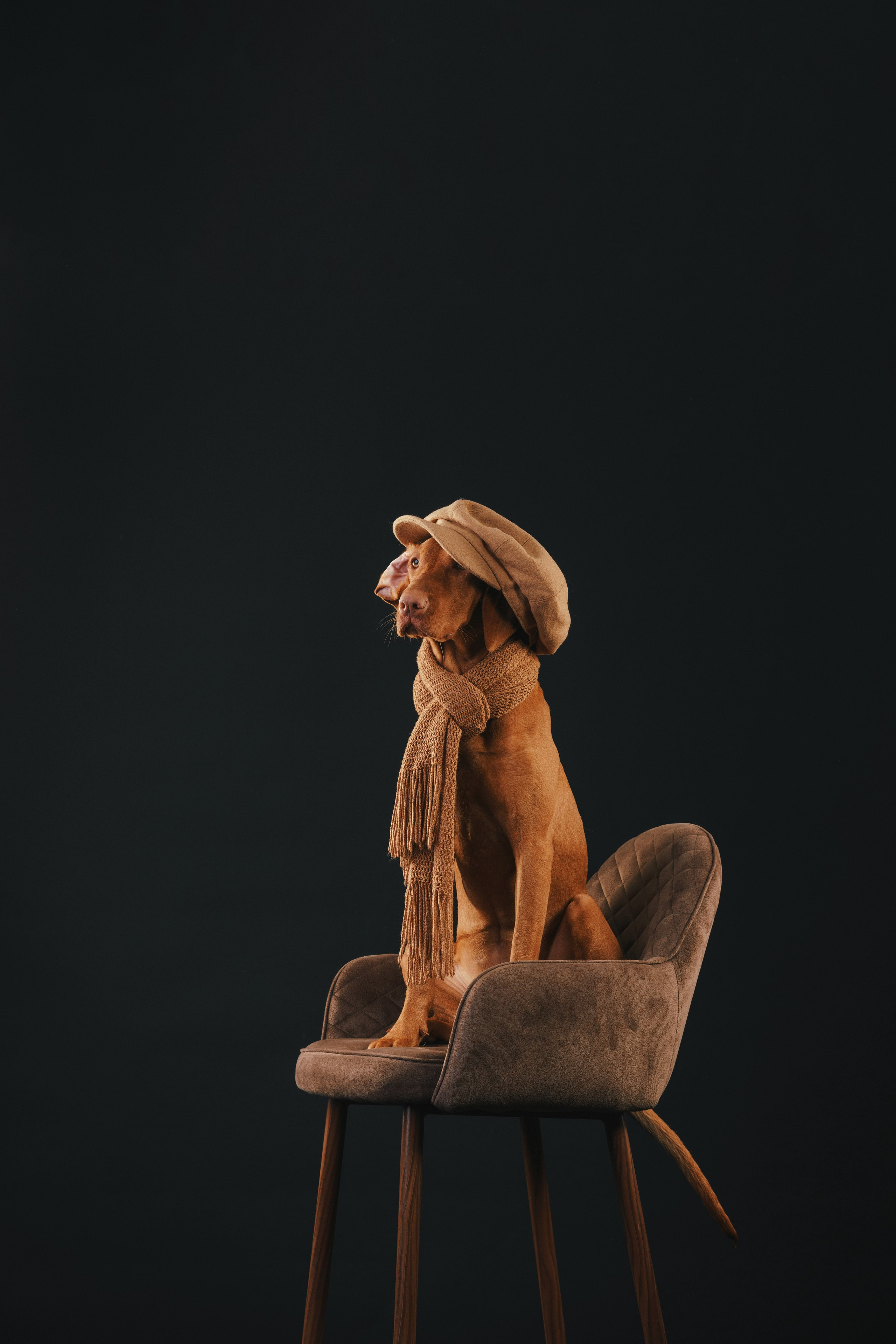 Выжла Гая. Фотограф анималист Осипчикова Мария