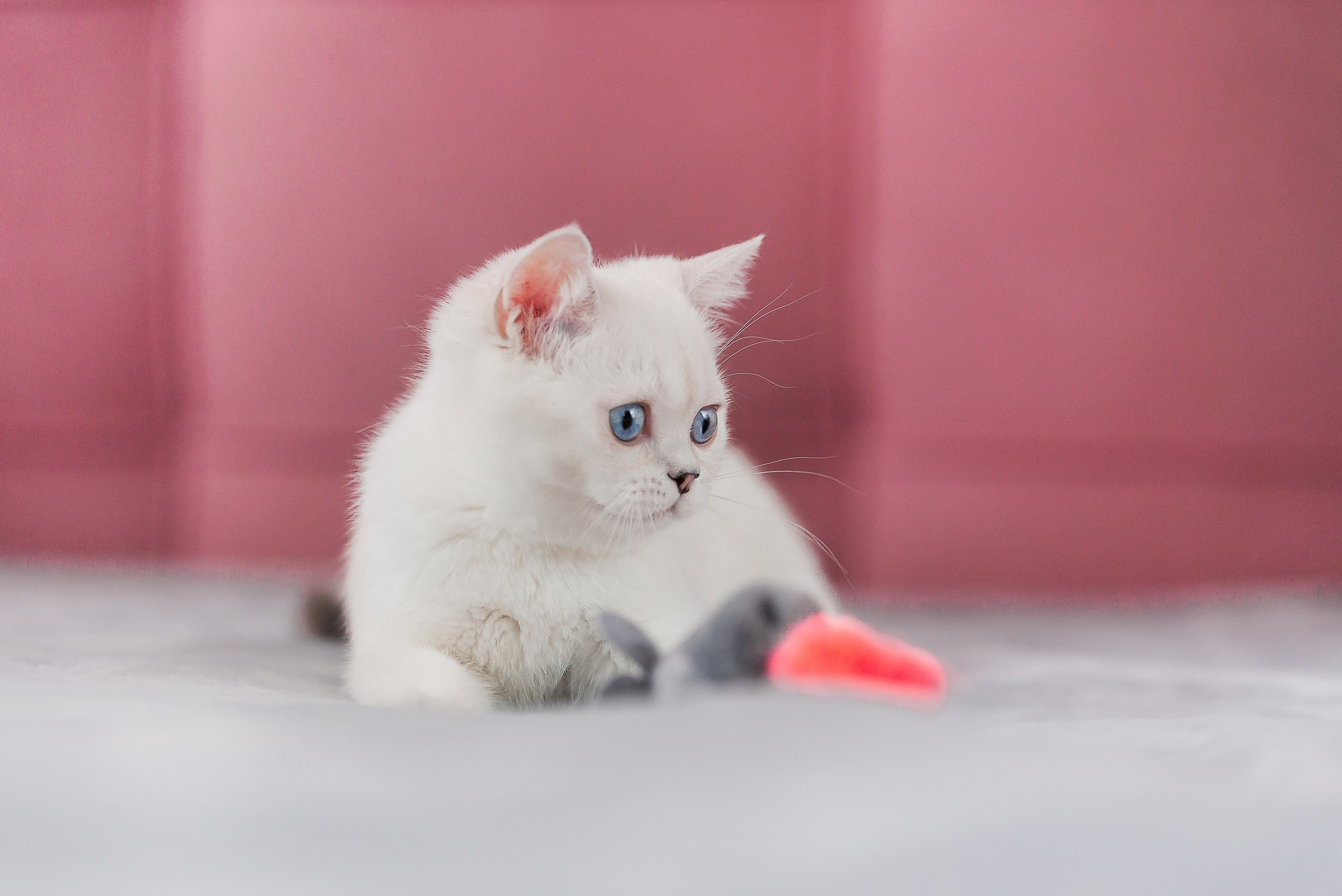 Питомец в кадре. Фотограф-анималист Анастасия Парфенова|Екатеринбург