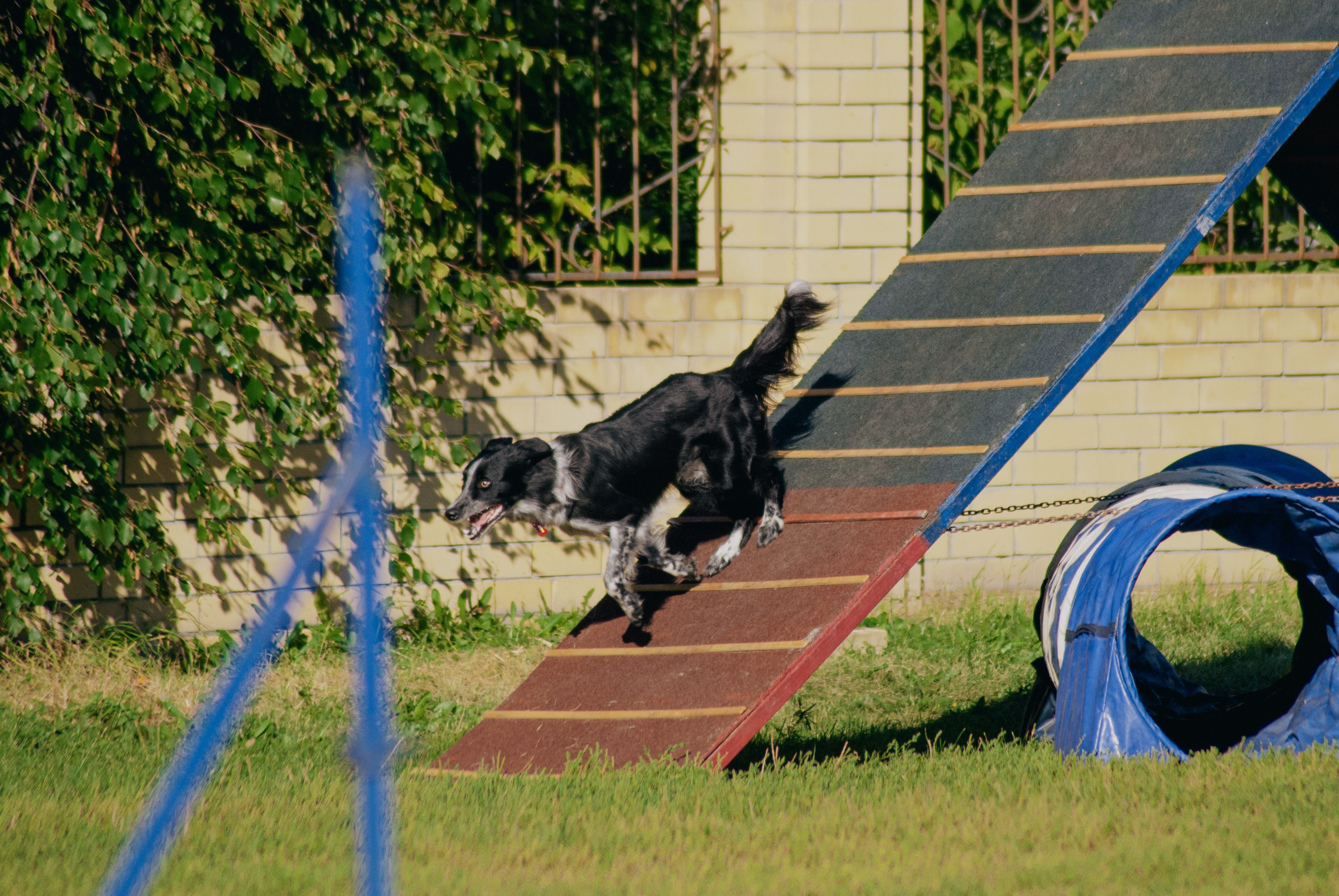 Аджилити. Фотограф в Тюмени Лизавета Сапицкая