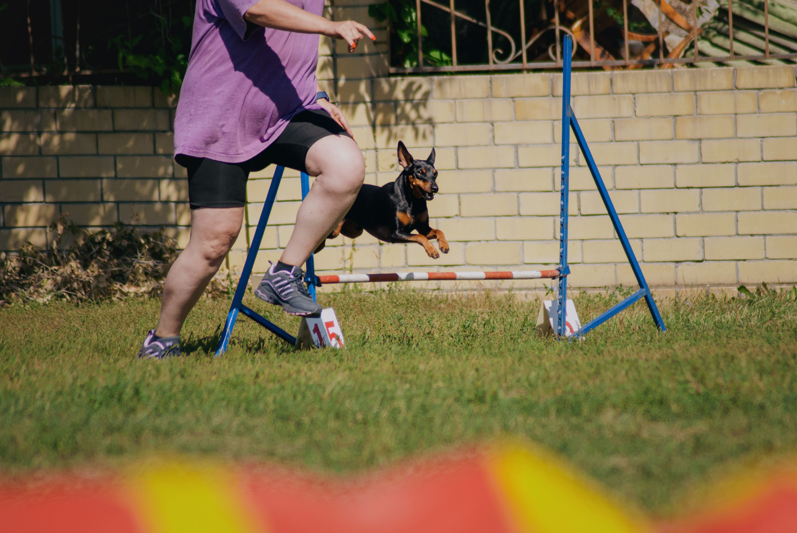 Аджилити. Фотограф в Тюмени Лизавета Сапицкая