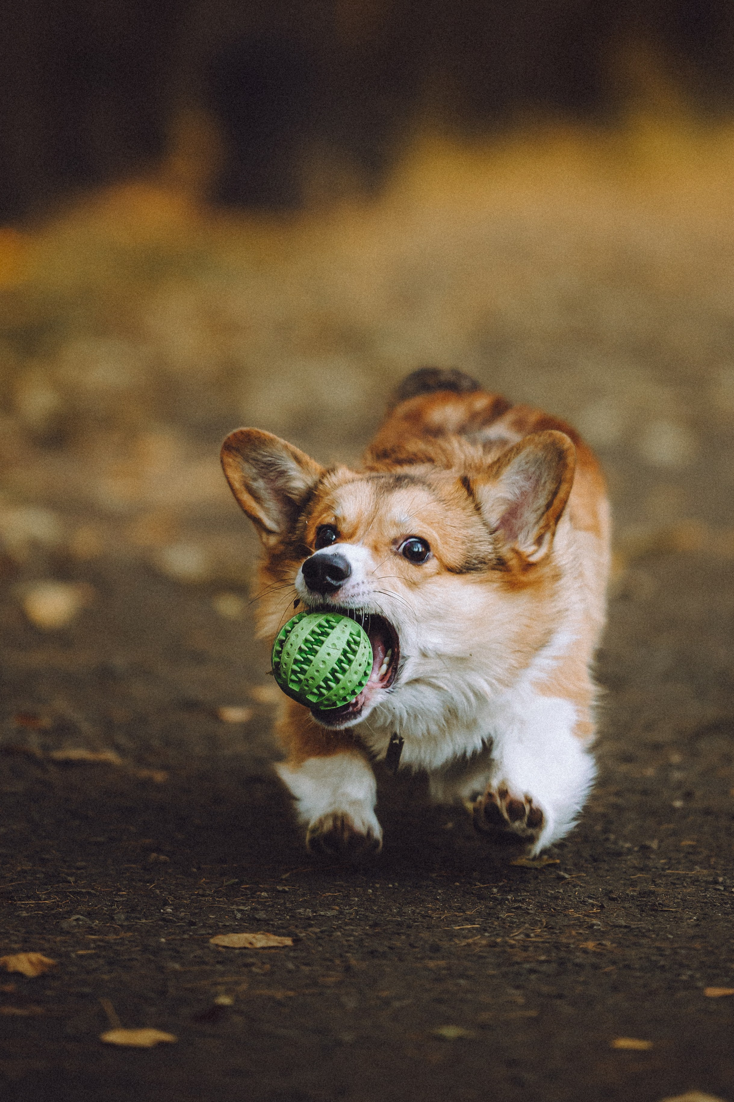 Карина, Даня и Аркаша