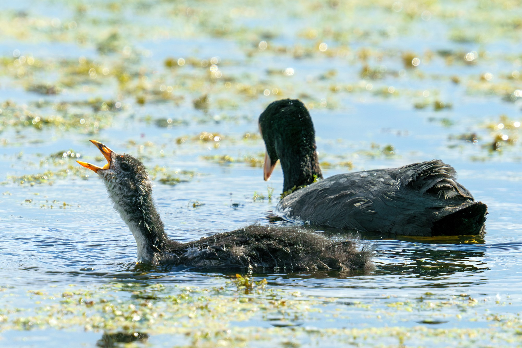 Удивительные мир птиц. Вокруг нас столько прекрасного — присмотритесь!. Ваш личный фотограф Марина Волкова