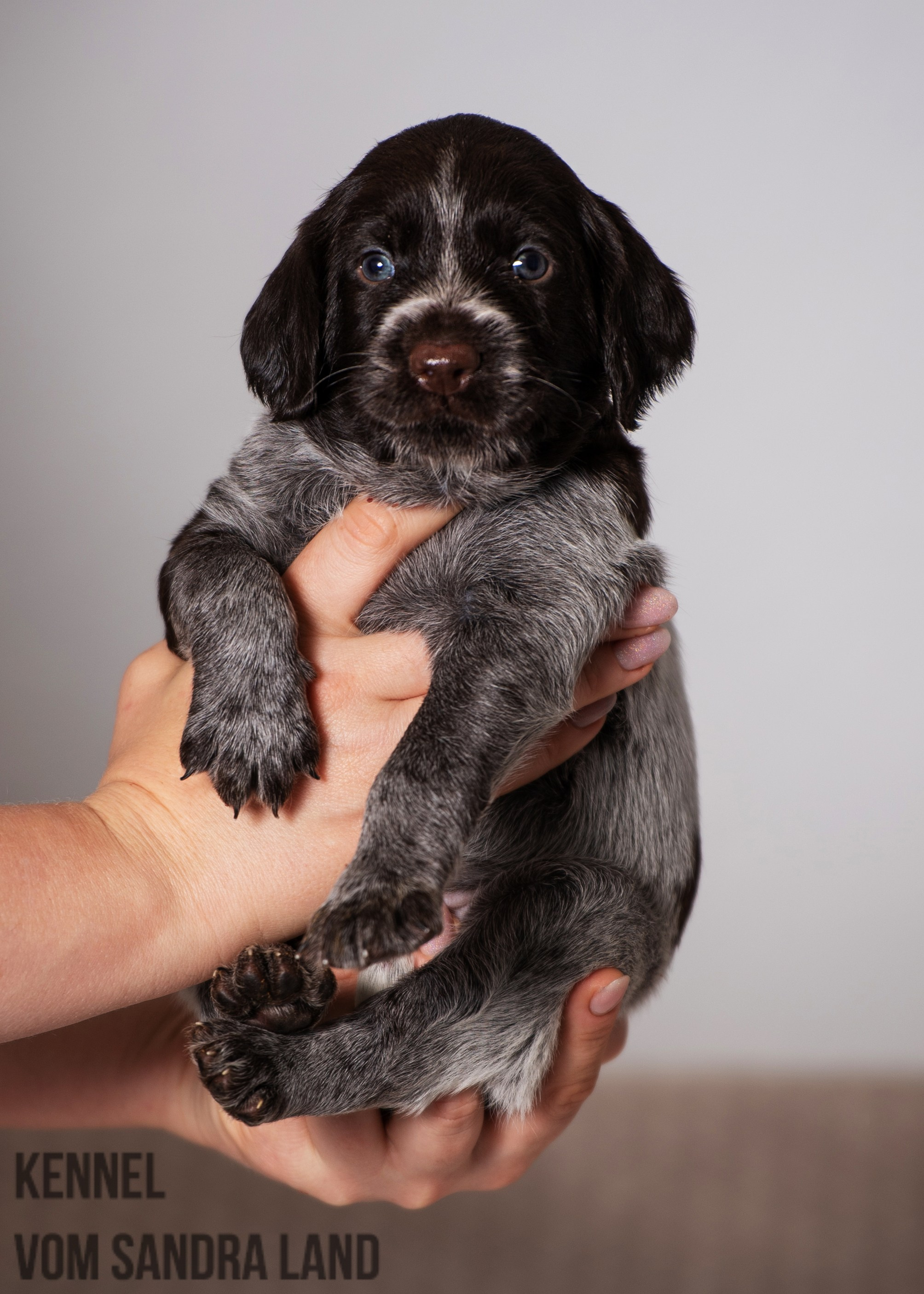 Вигдис вом Сандра Лэнд, Vigdis vom Sandra Land