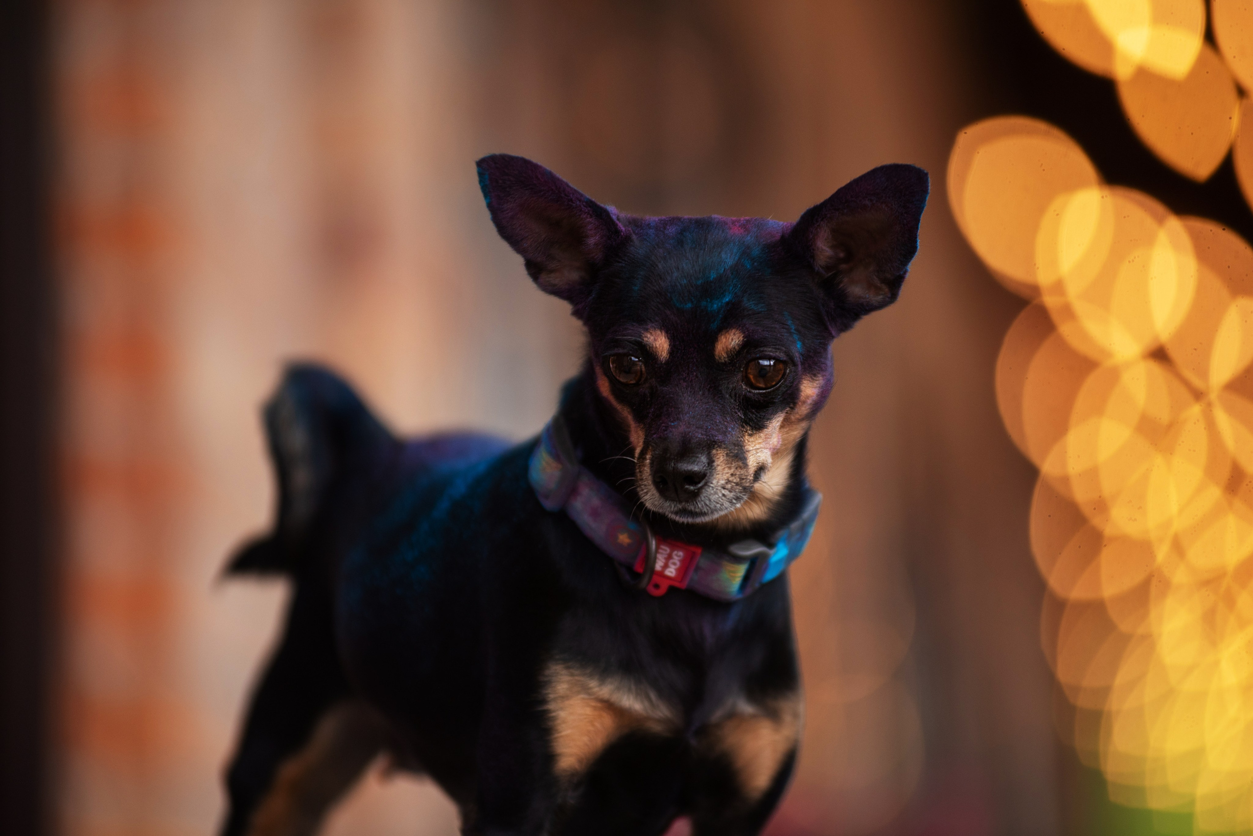 Мотя и краски холли. Дог-фотограф в Тюмени Александра Королева