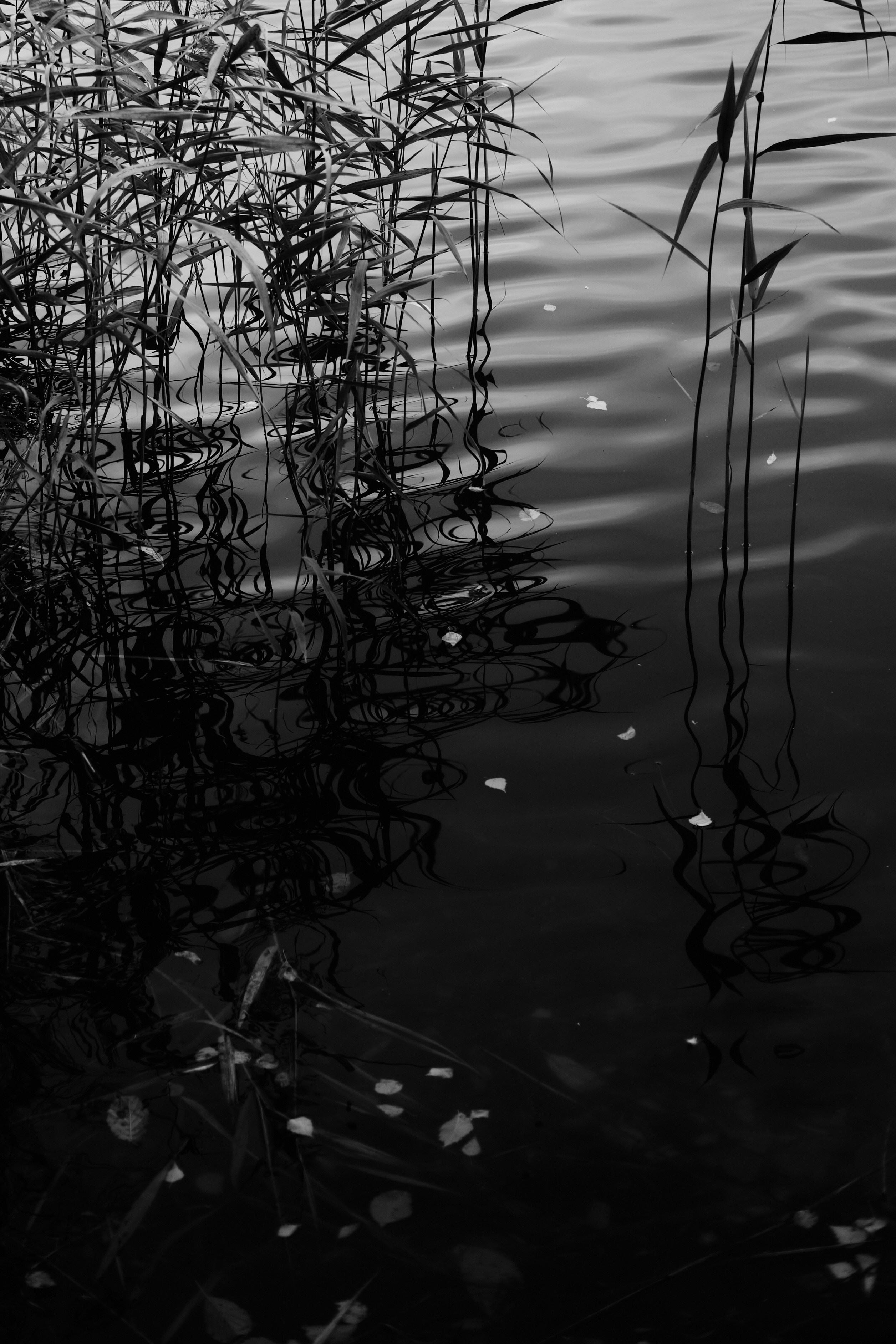 Автор: Дарья Ролдугина