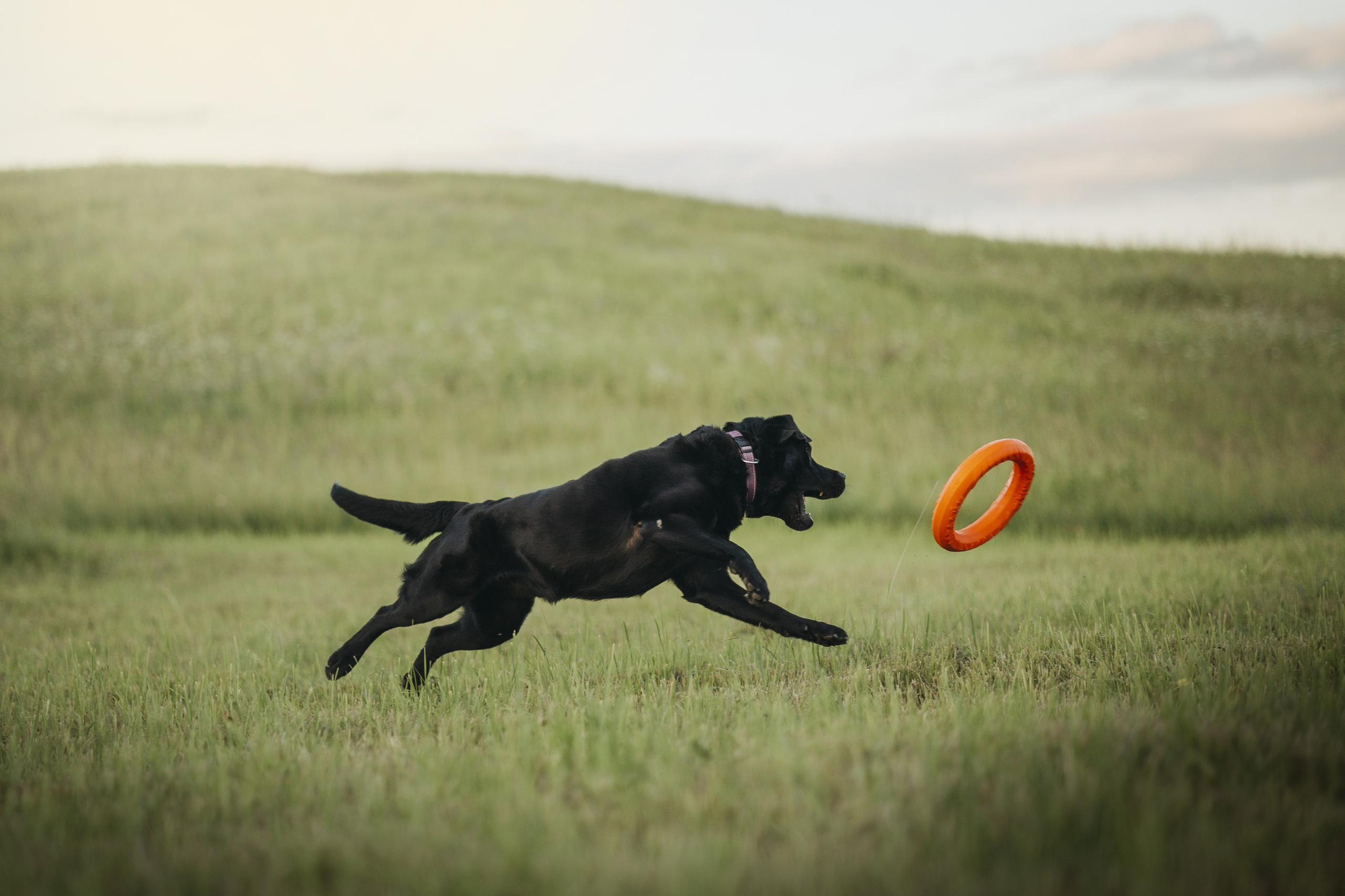 Бомбей и его семья. Фотограф — Анималист | Санкт-Петербург