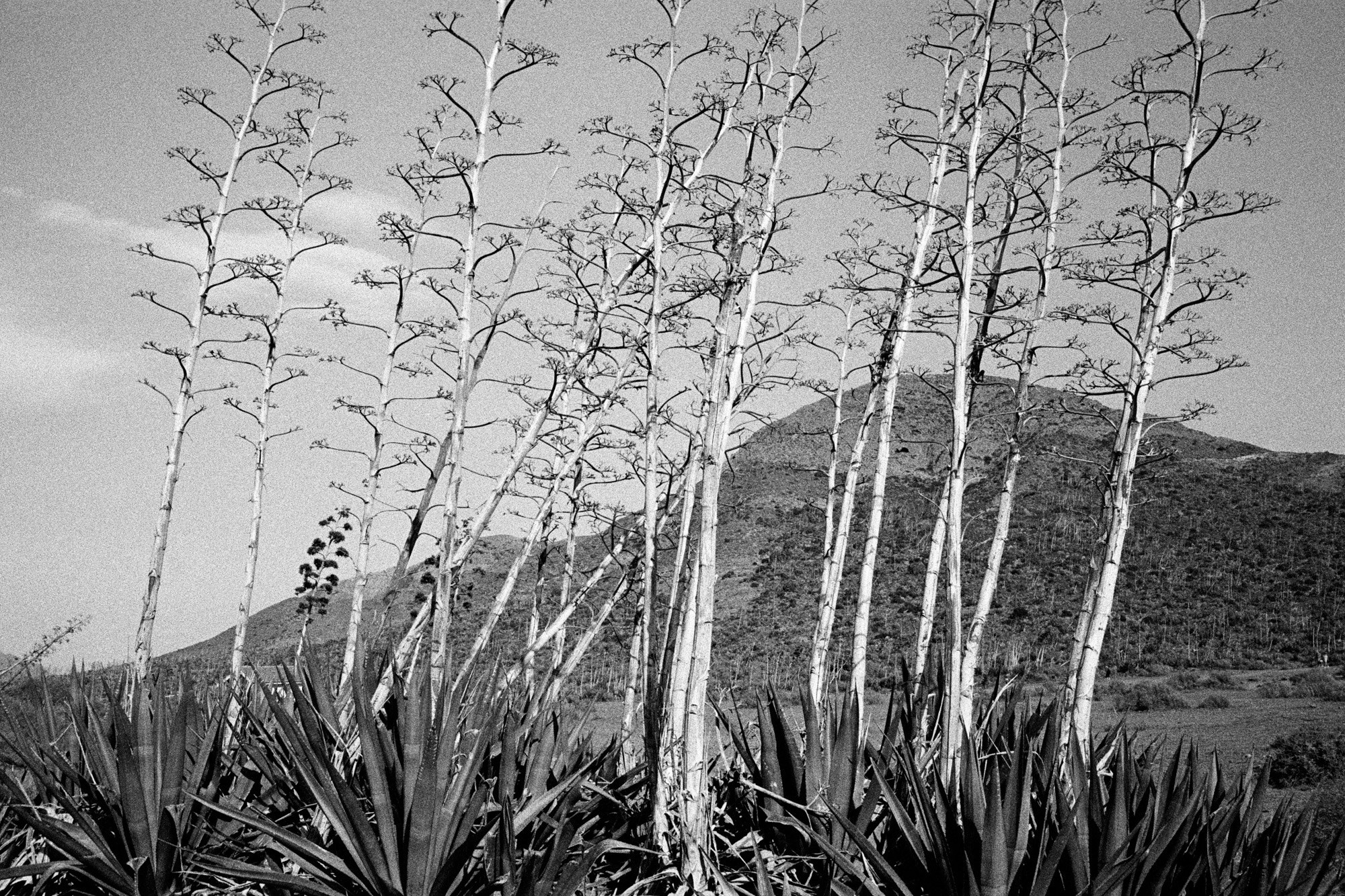 Memories of Spain. Документальный фотограф Алексей Мякишев, Москва