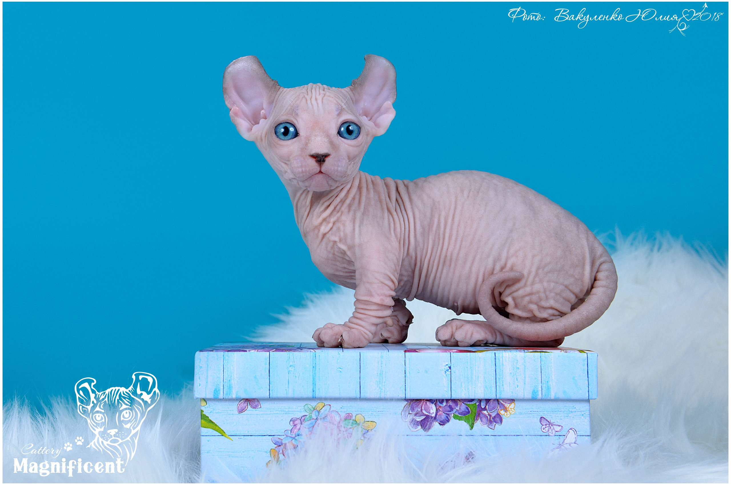 Котята. Фотограф анималист | семейный Юлия Вакуленко, г. Краснодар