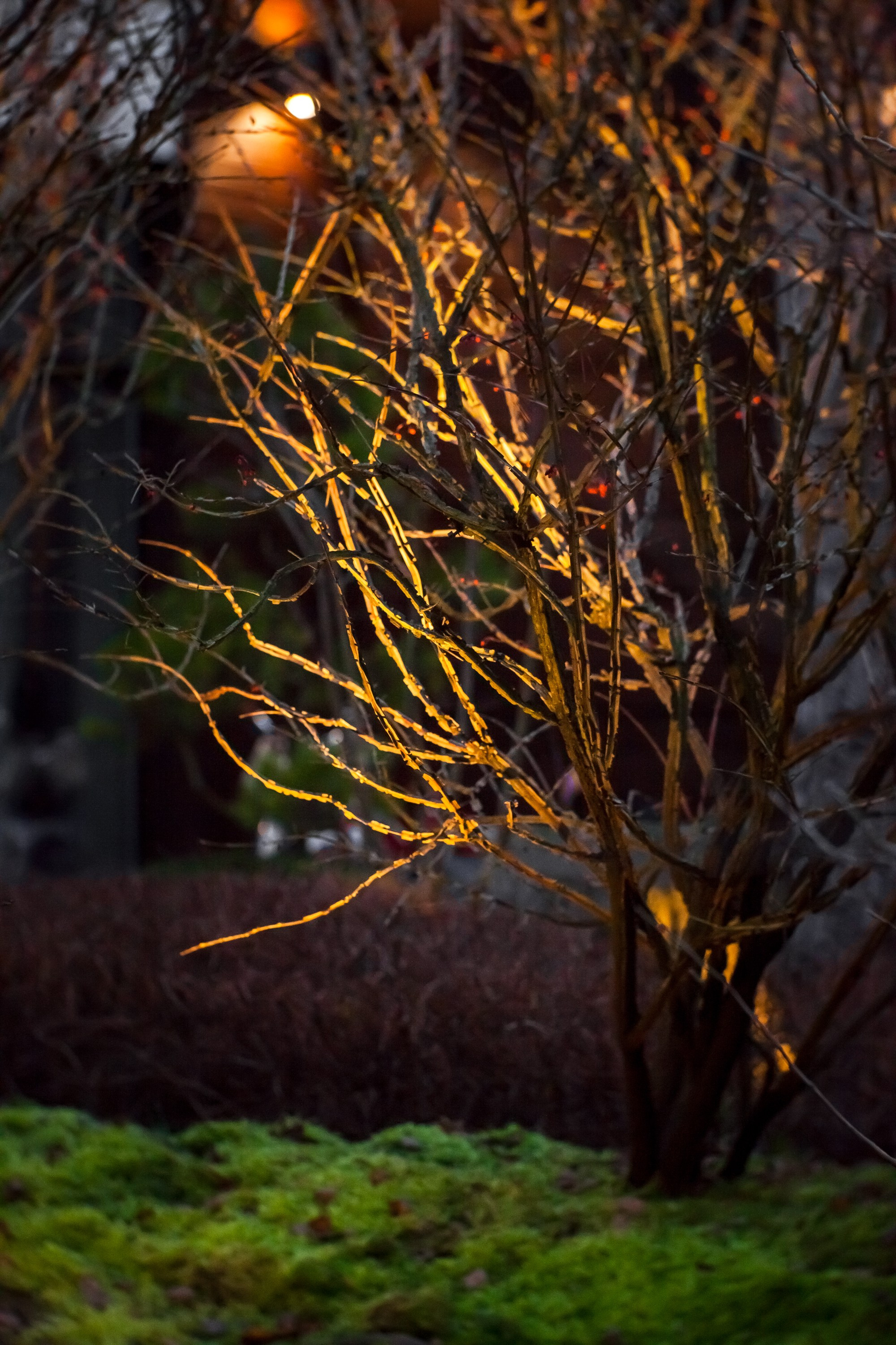 Сад «Сиреневый туман» (автор сада: Елена Асташкина). Туманов Виталий — фотограф Москва