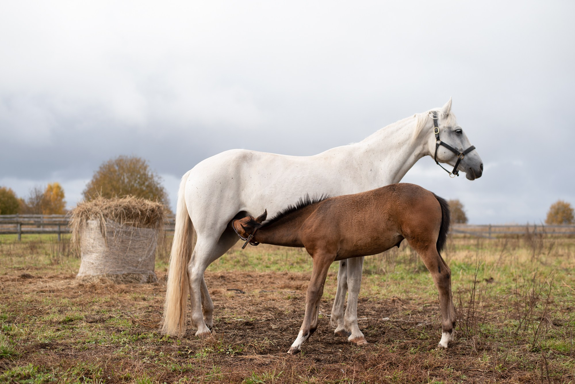 Фотографии лошадей. Фотограф в Санкт-Петербурге Светлана Балабанова