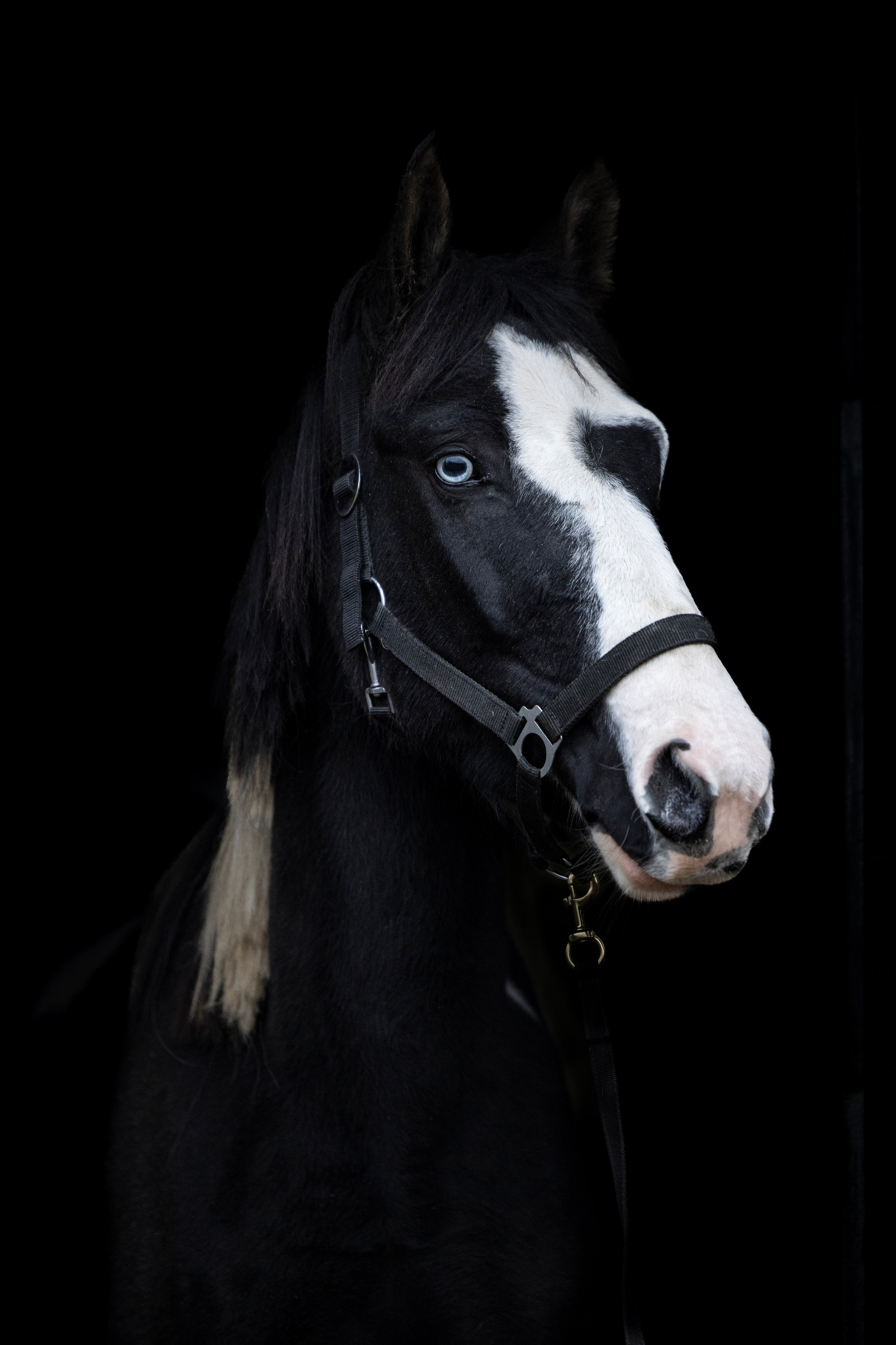 Дракарис и Кейси. Фотограф-анималист Анна Маринич