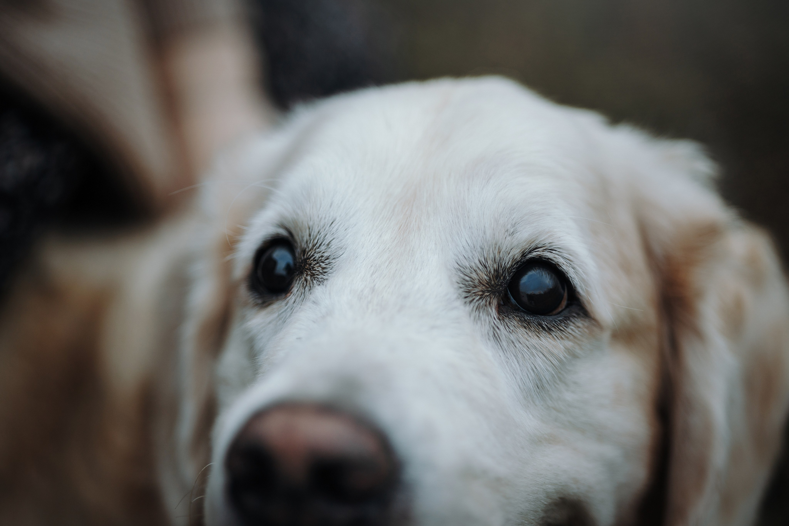 Света и Том. Фотограф — Анималист | Санкт-Петербург