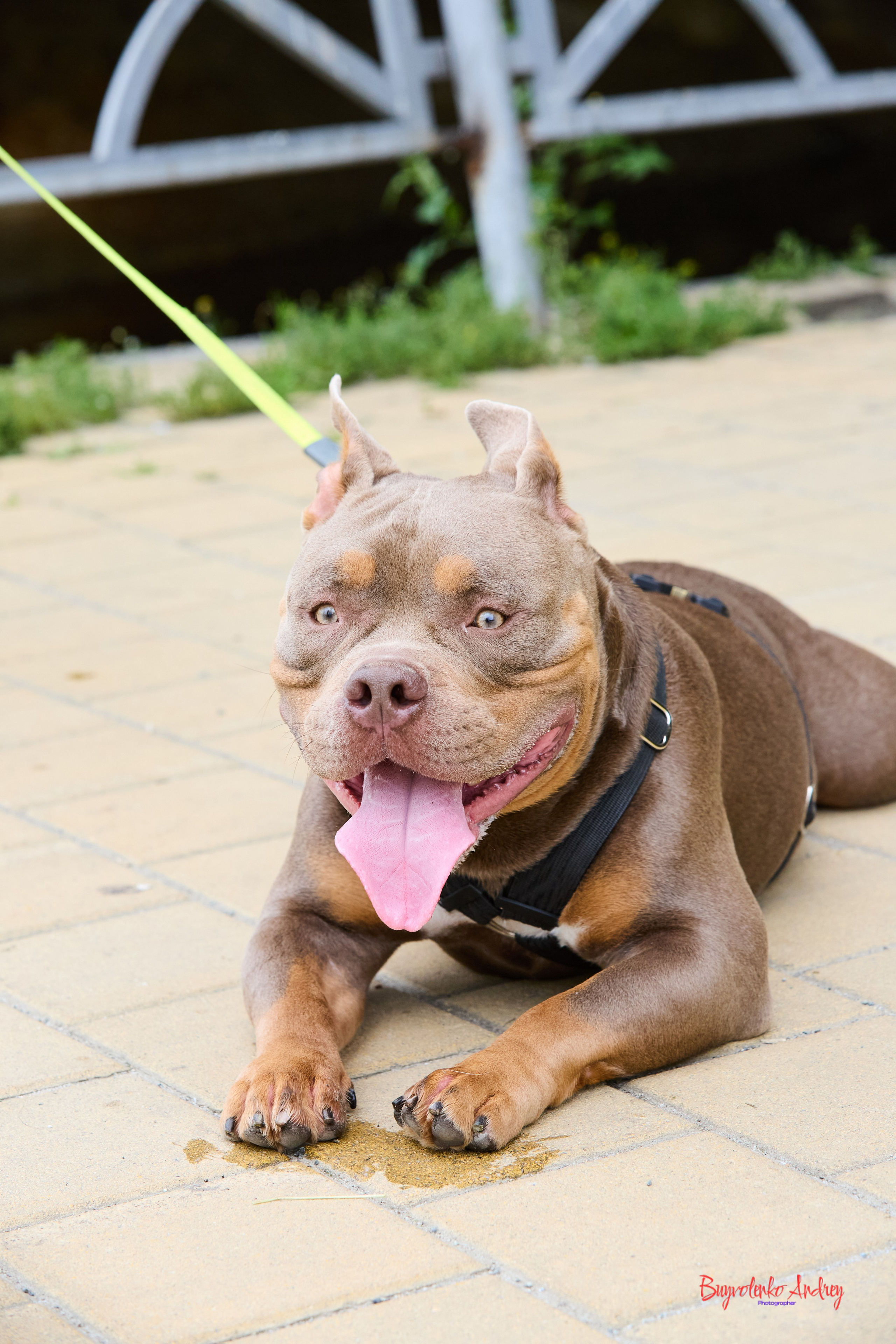 Проект фотопрогулка с хвостиком. Buyvolenko Andrey