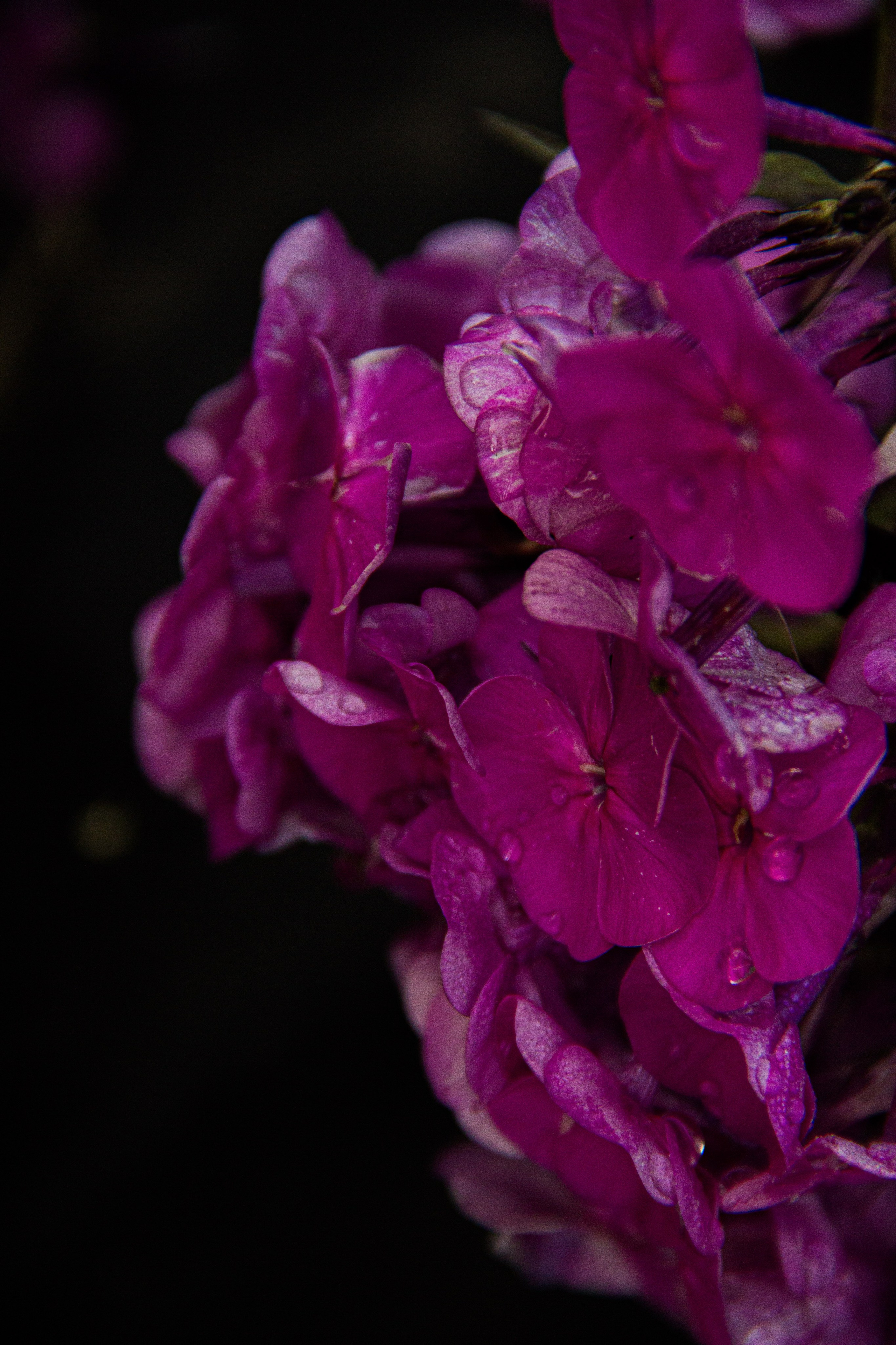 Subject: в саду. Фотограф в Перми Любовь Огородова | Авторские туры