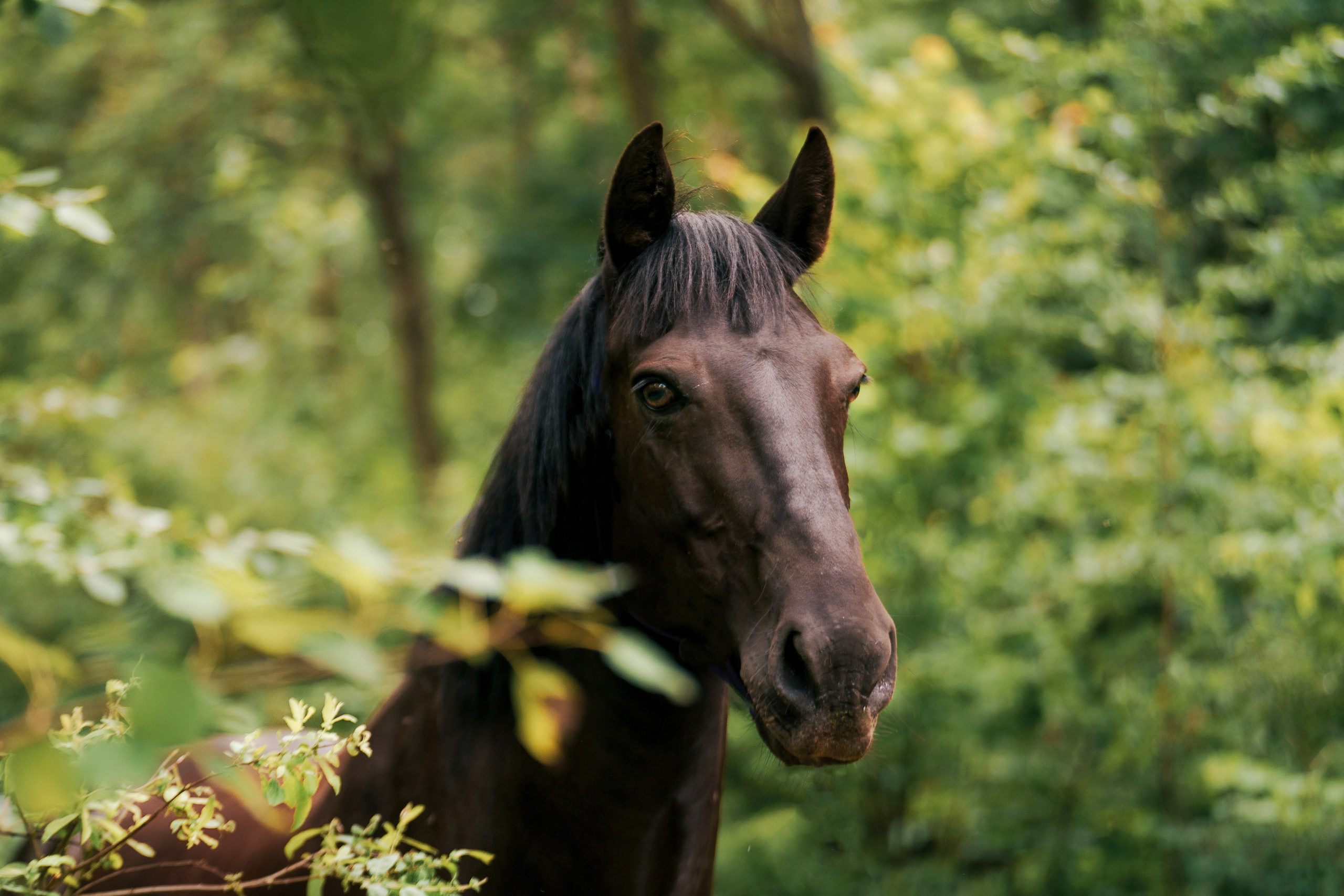 КСК Славино. Фотограф-анималист, портретный фотограф в Чебоксарах Мария Садыкова