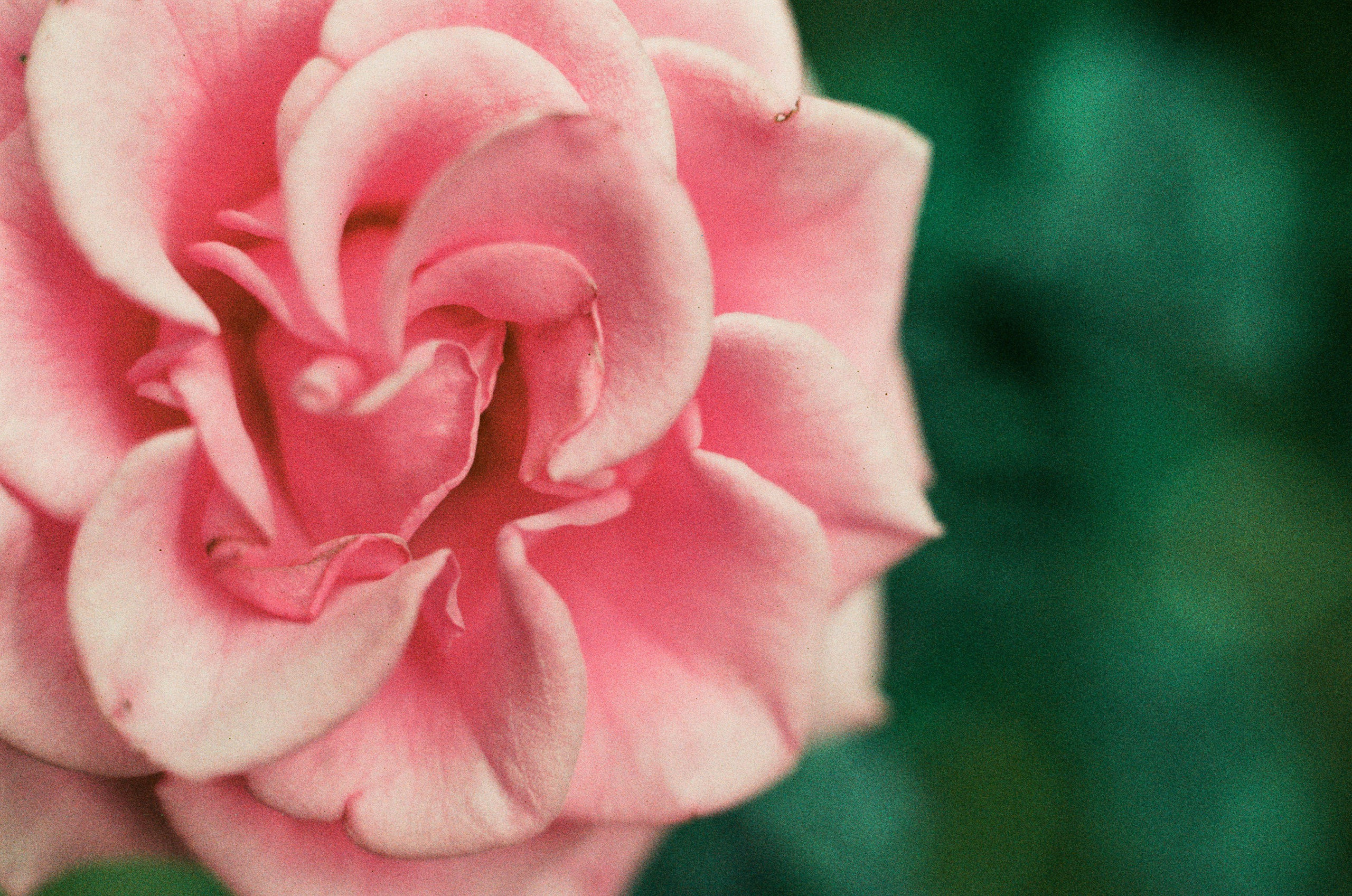 Point of no reply // ukraine, crimea VIII. EVER EXPOSED