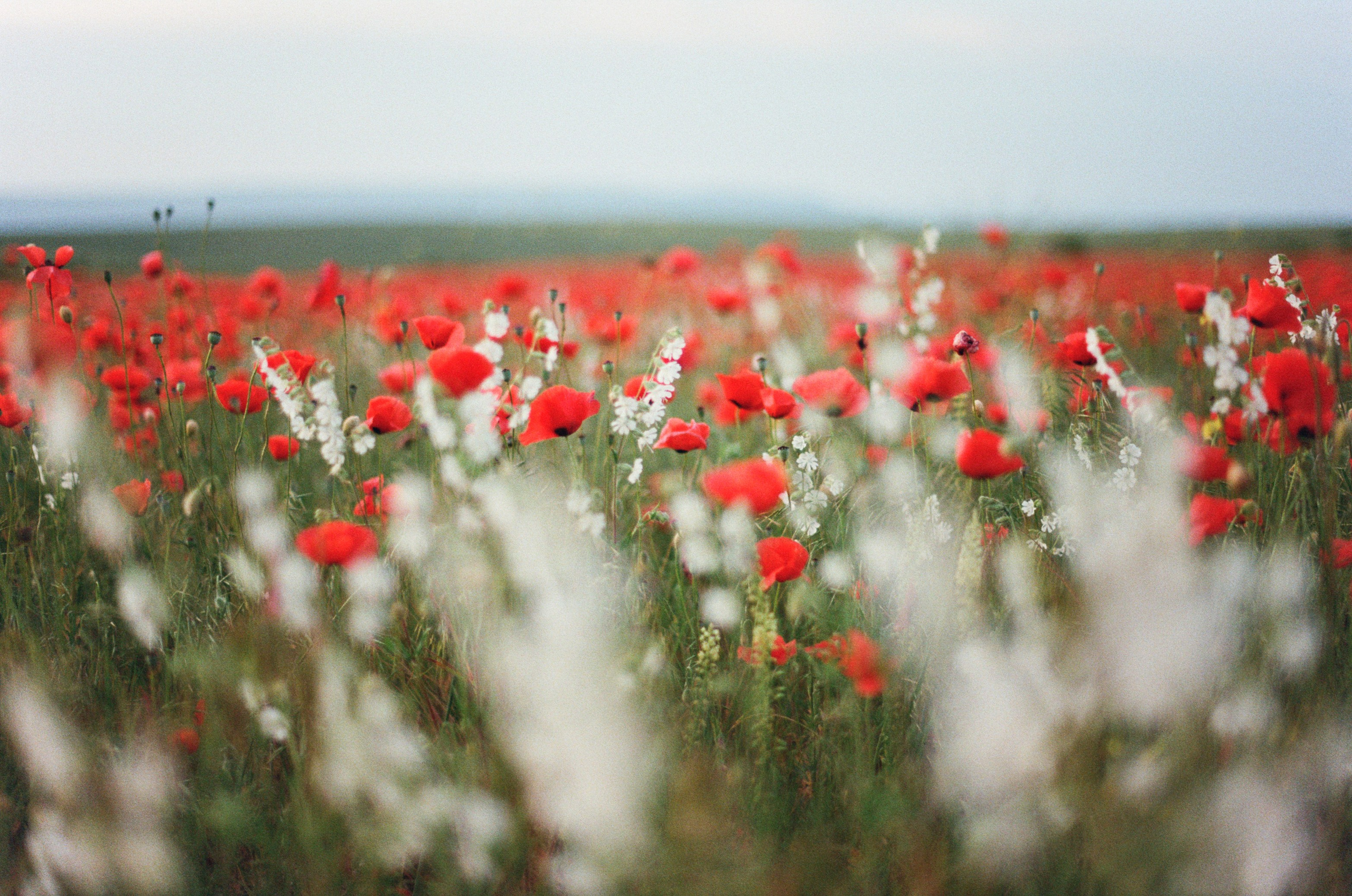 Silent running // ukraine, crimea IV. EVER EXPOSED
