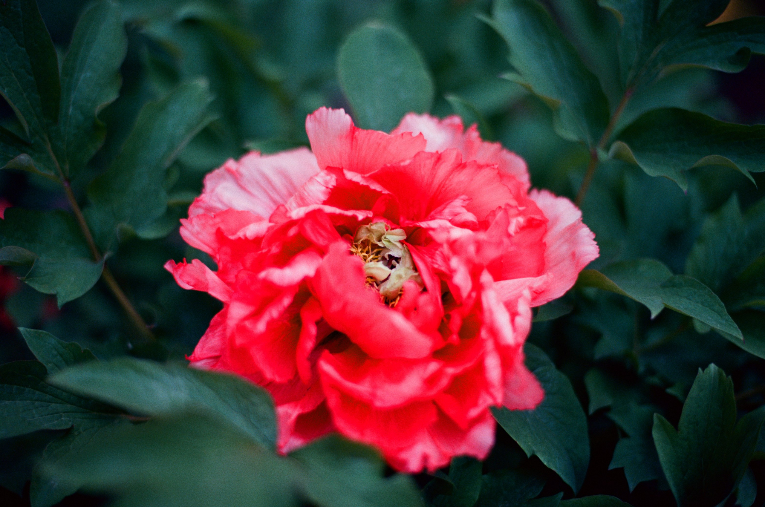 Follow you // ukraine, crimea IV. EVER EXPOSED