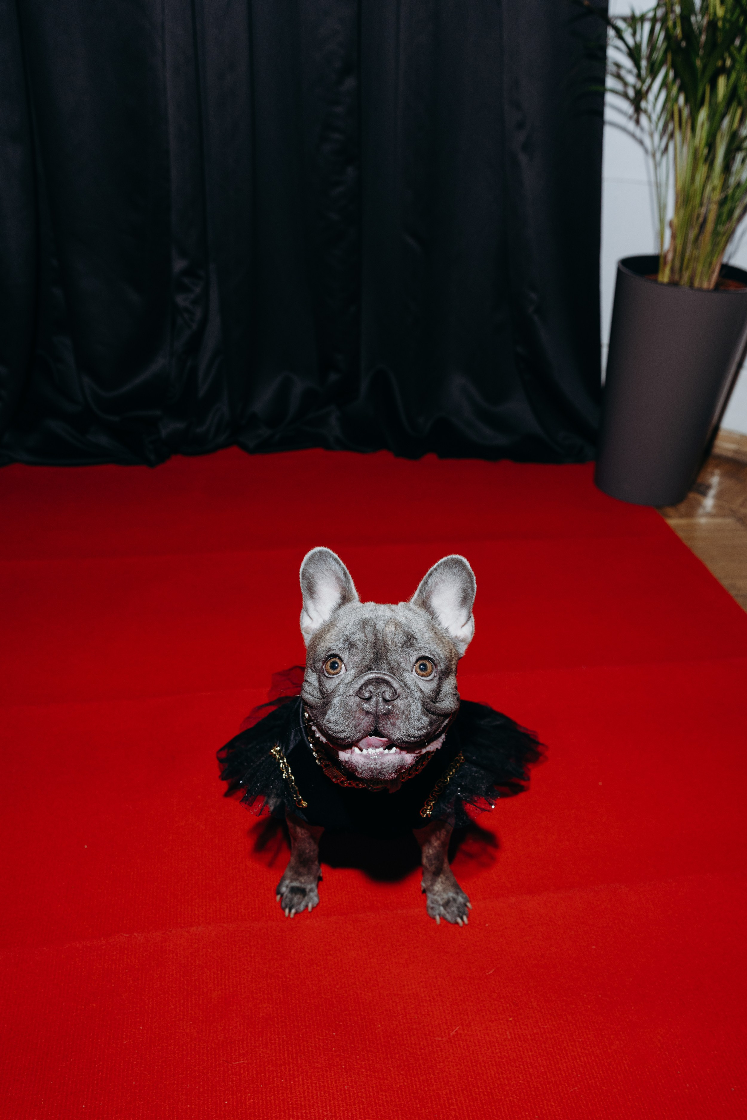 Светская хвостатая хроника. Аксана Лисовская фотограф в Москве. Фотографии с характером