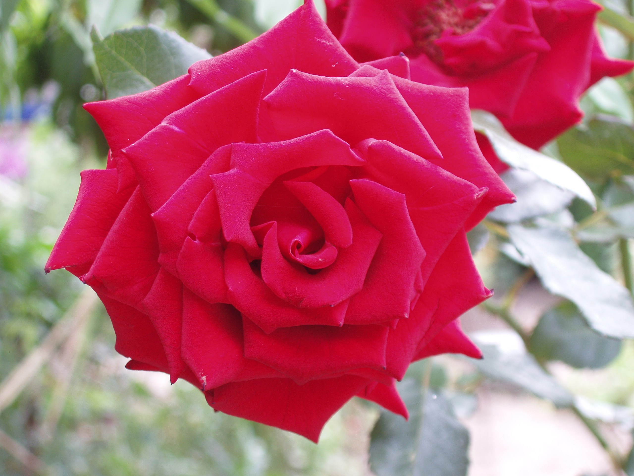 Отпуск 20.07-17.08. Семейный, Свадебный фотограф СПБ Питер— Романова Екатерина