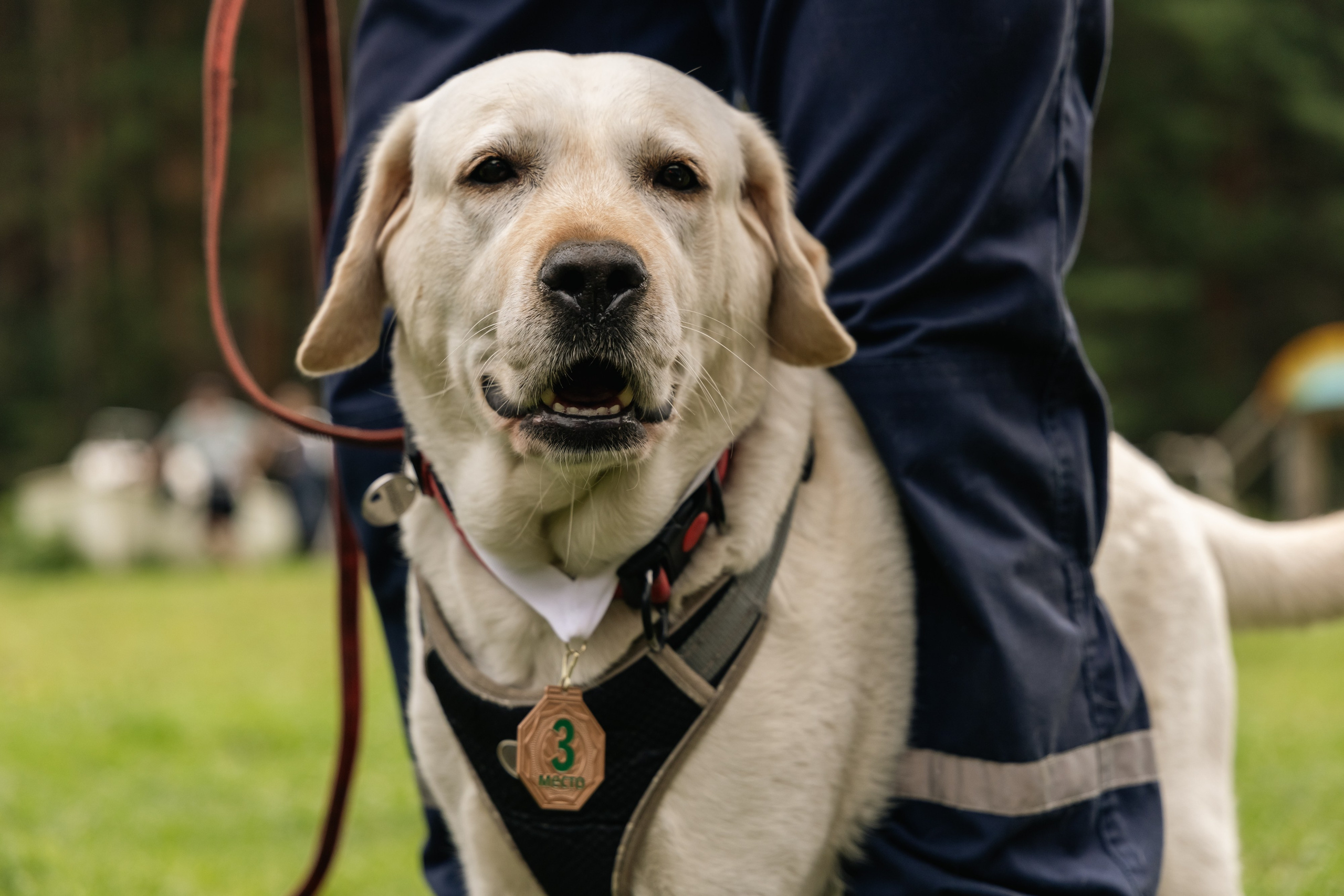 VI ОТКРЫТЫЕ КИНОЛОГИЧЕСКИЕ СОРЕВНОВАНИЯ. ЧЕЛЯБИНСКАЯ ОБЛАСТЬ 2025. Репортажный фотограф Наталья Лапцевич