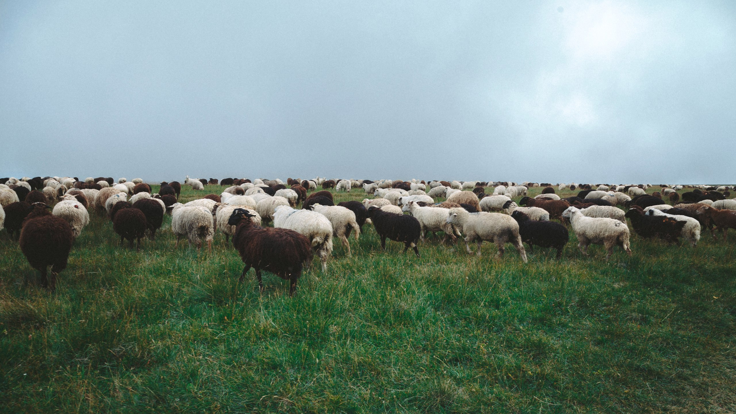 Пейзаж, природа, путешествие, воздух, красивые пейзажи прогулки,  travel-фотография, путешествующий фотограф, Россия, горы, карачаево-черкессия, овцы