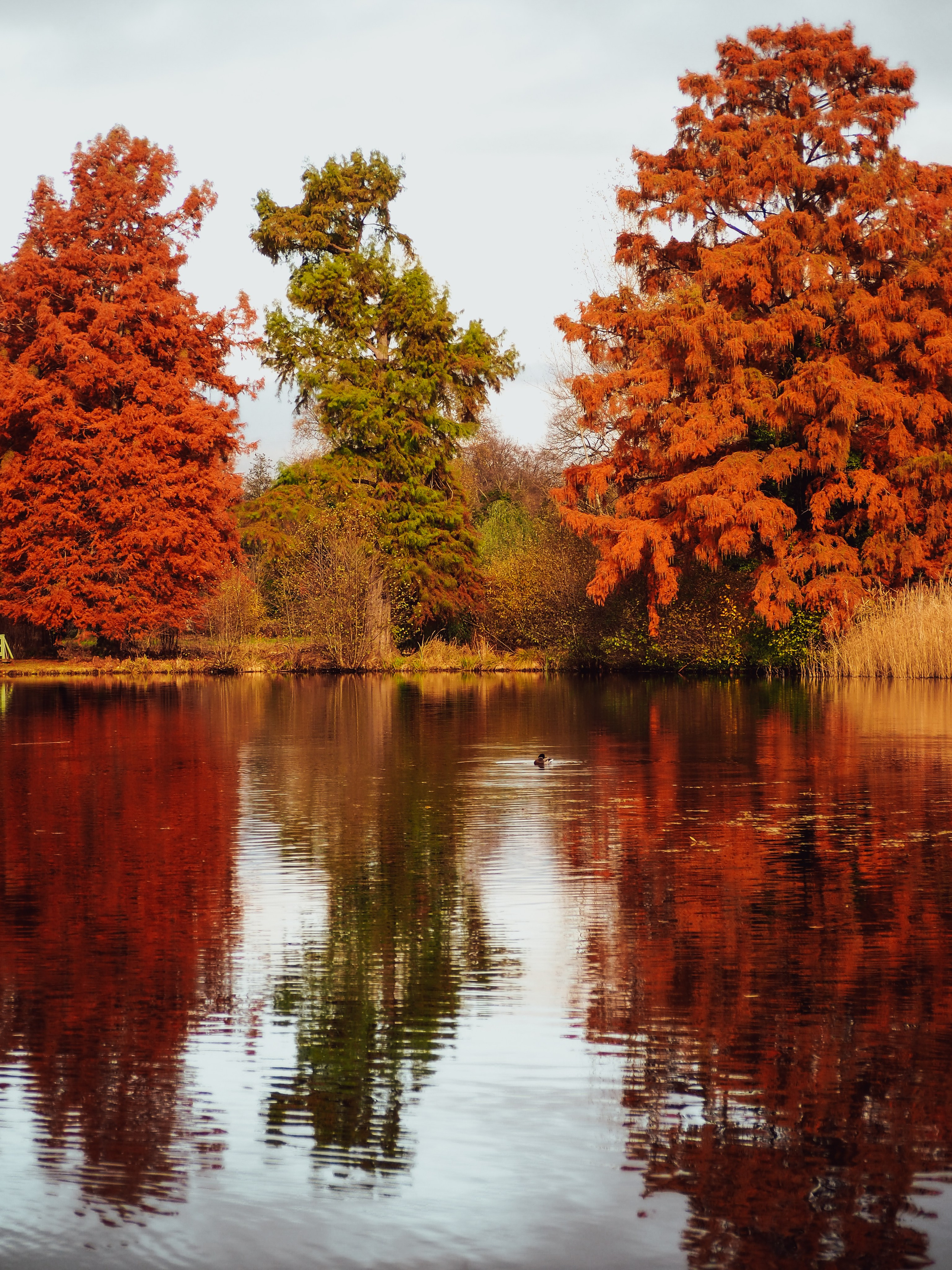 Осень в Потсдаме. Германия. Репортажный фотограф в Берлине Александра Герман