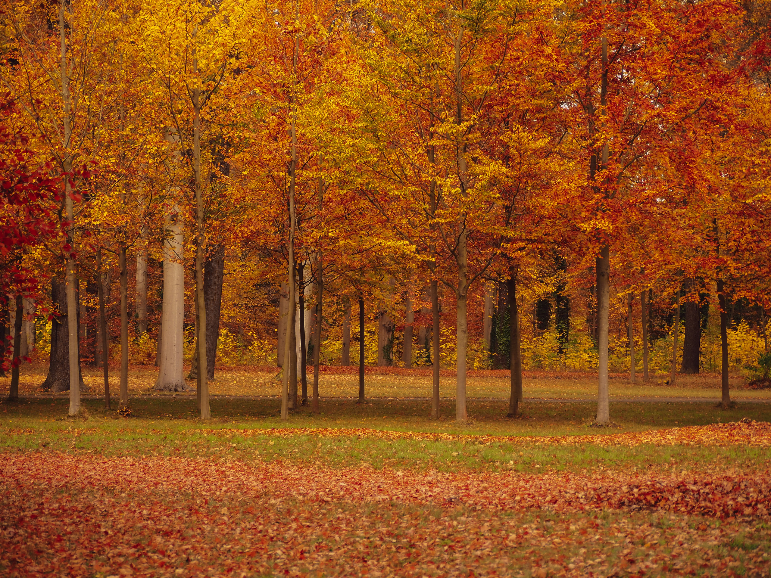 Осень в Потсдаме. Германия. Репортажный фотограф в Берлине Александра Герман