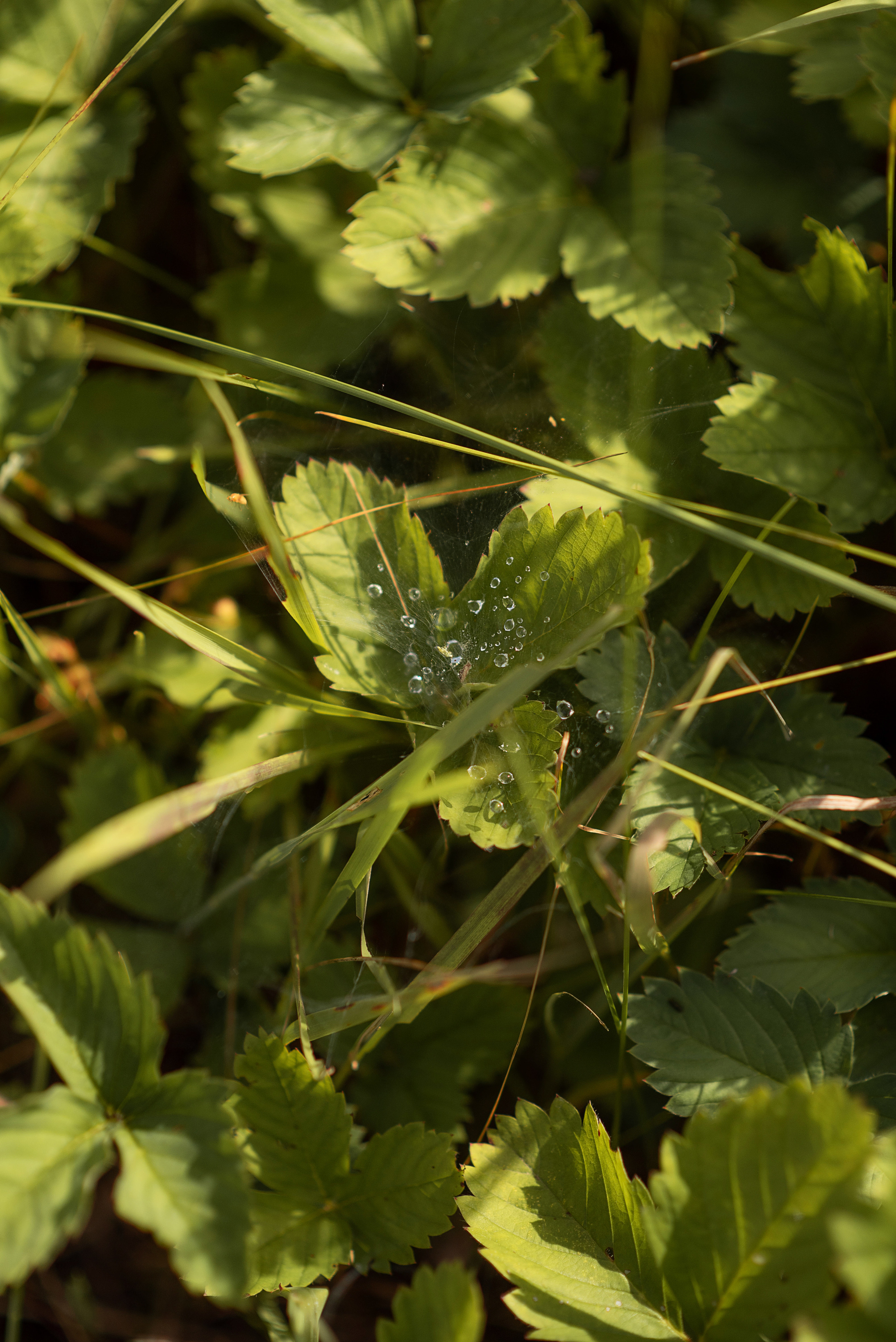 Евгений и Диана. Свадебный, семейный и детский фотограф в Москве и области