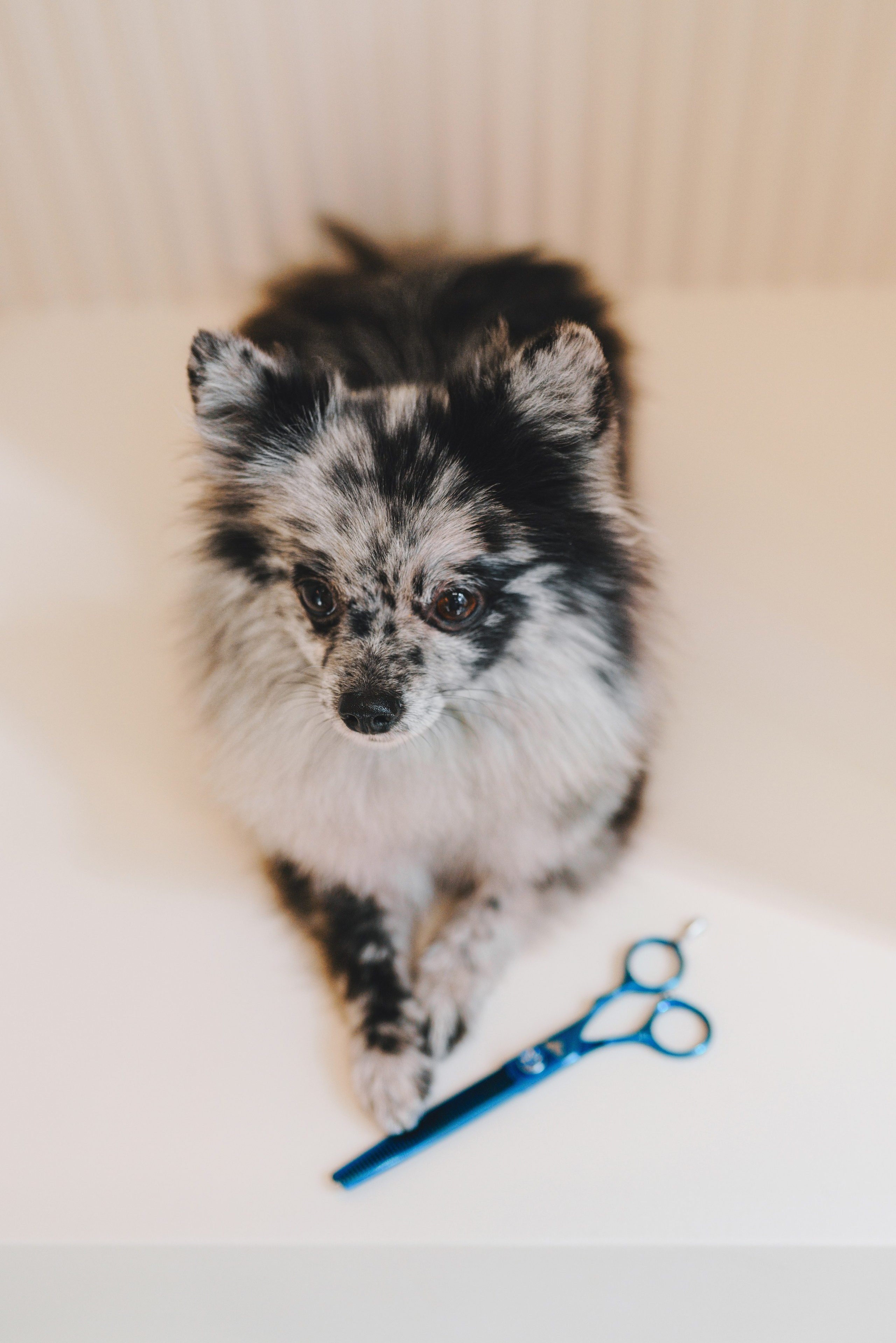 Груминг-салон. Фотограф анималист Осипчикова Мария